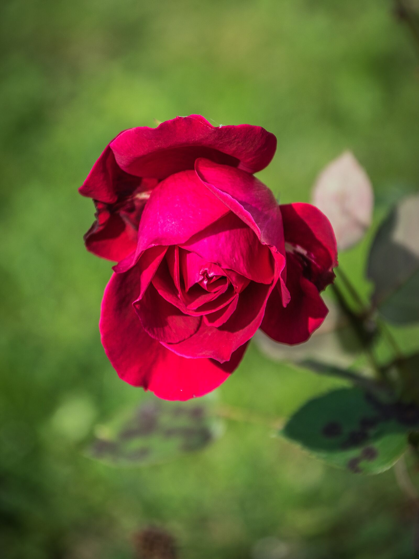 Nikon D5300 sample photo. Rose, flower, bud photography