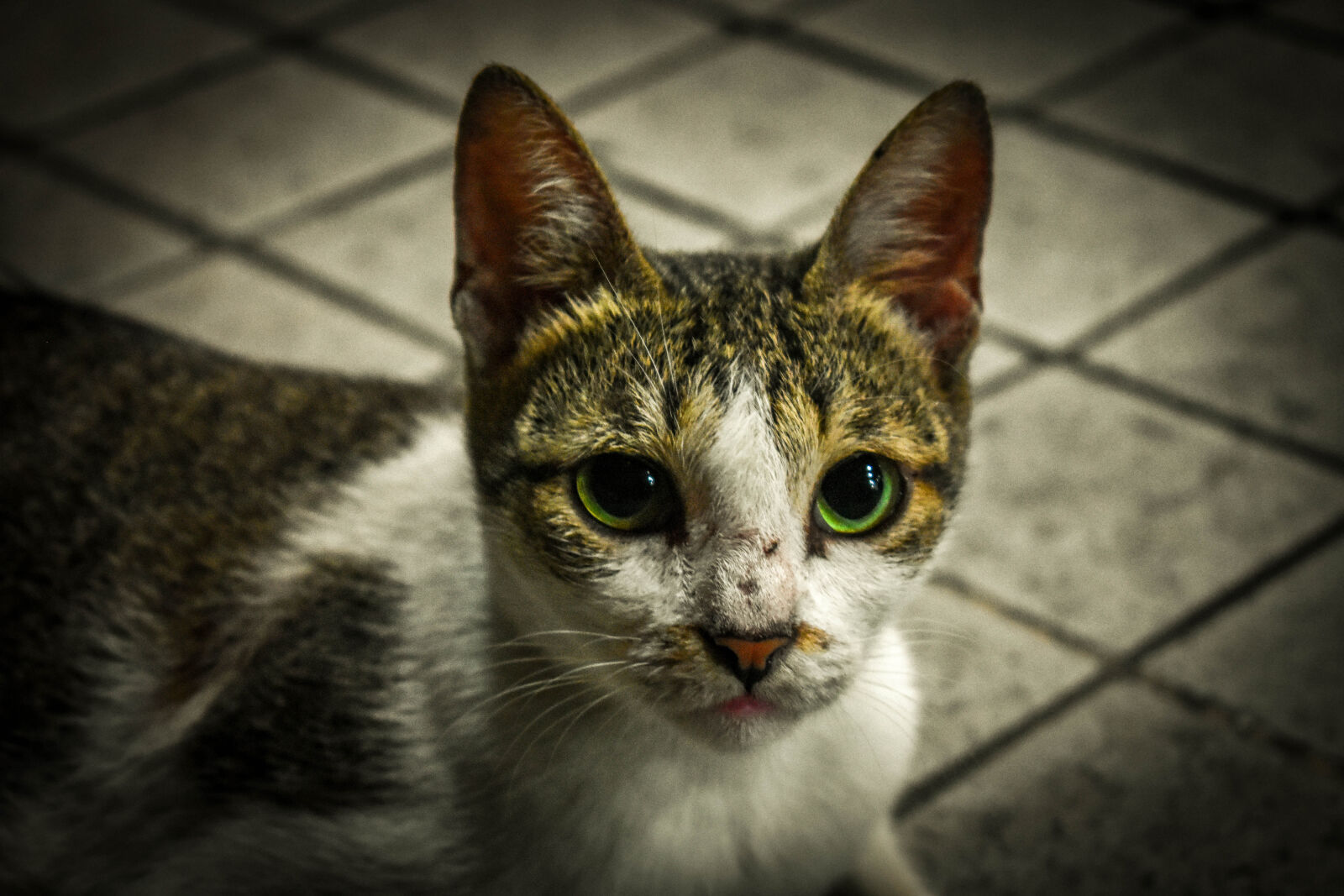 Nikon D3400 sample photo. Cat, cat, face, cat photography