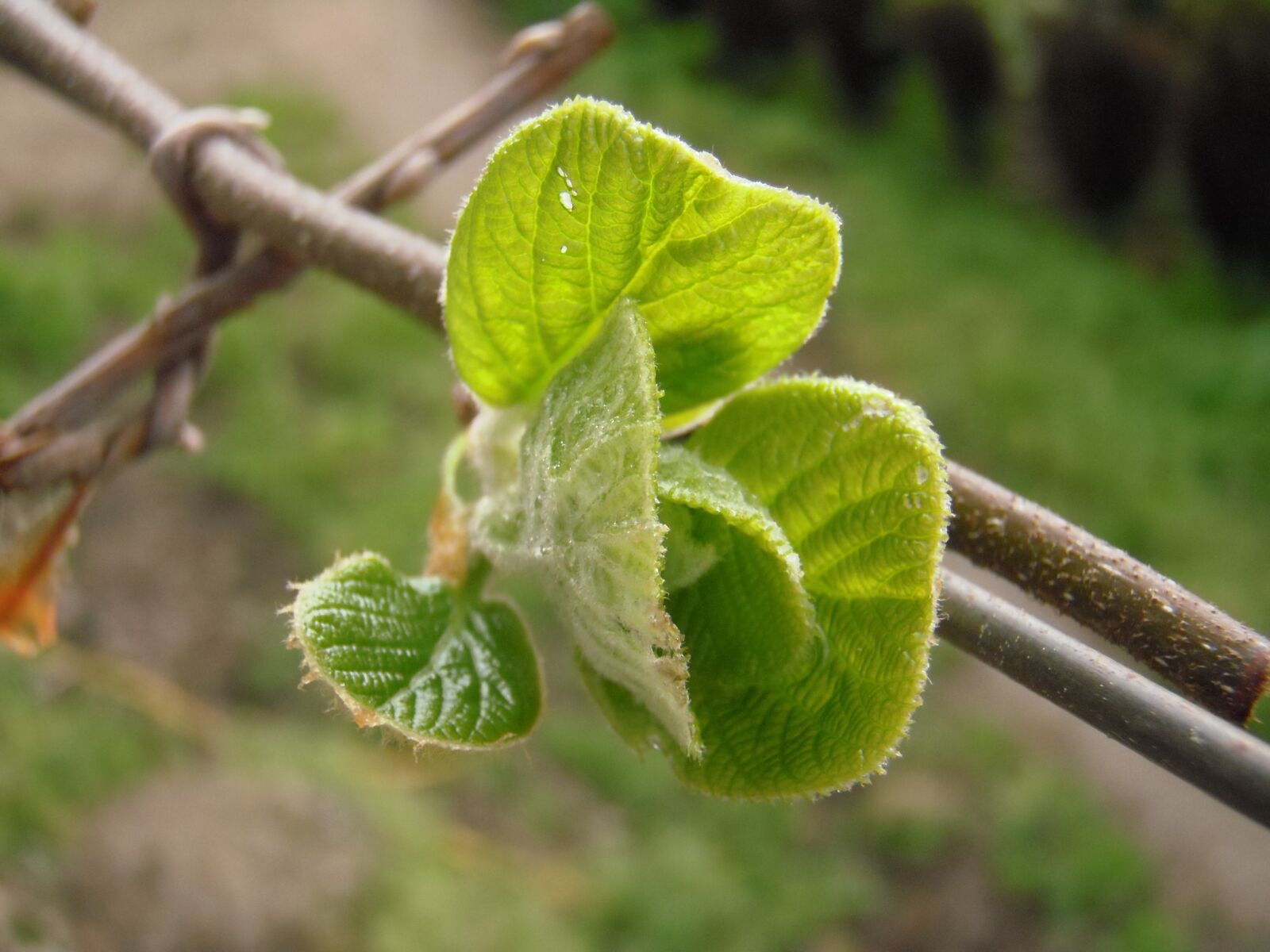 Olympus u550WP,S550WP sample photo. Actinidia deliciosa, kiwi, kivi photography