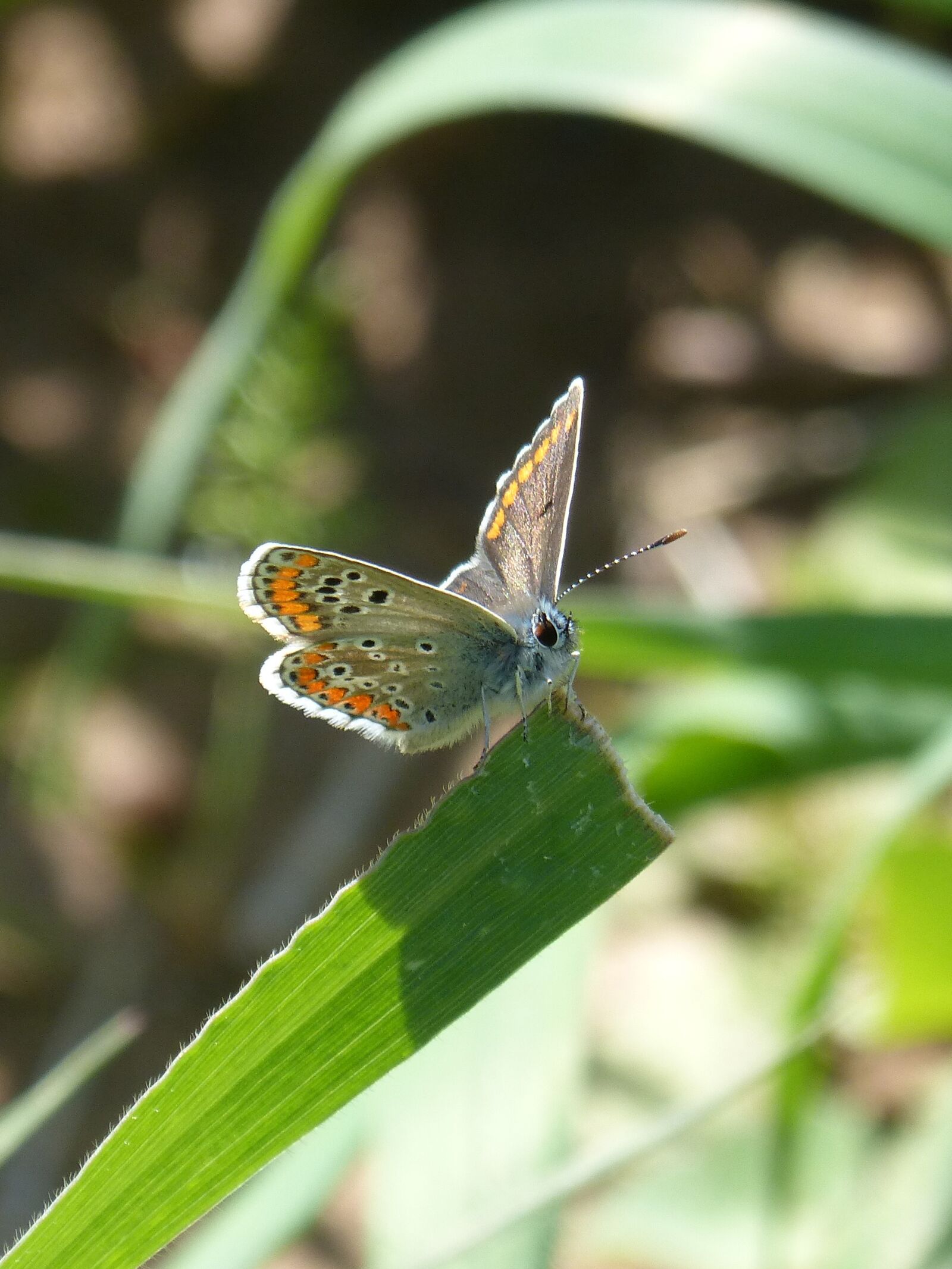 Panasonic DMC-FZ62 sample photo. Butterfly, brunette, moreneta southern photography