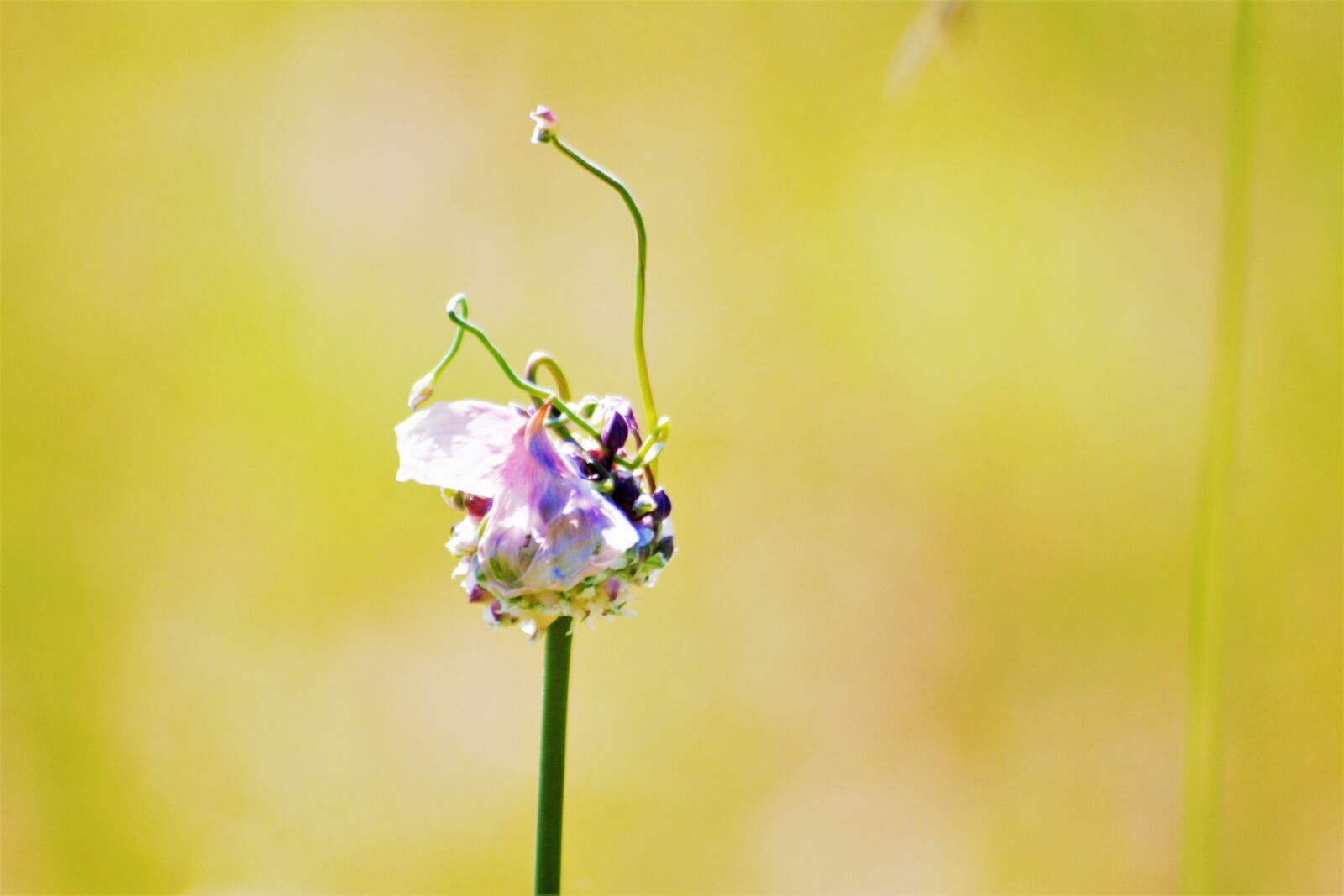 Nikon D7100 sample photo. Summer, sol, landscape photography
