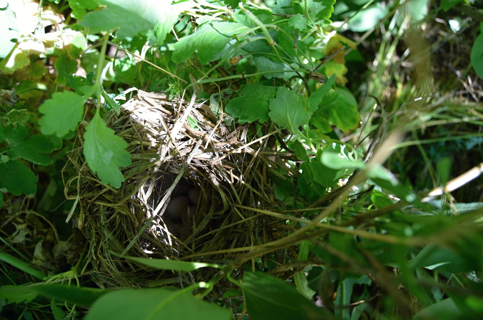 Nikon D5100 sample photo. Jack, summer, nature photography
