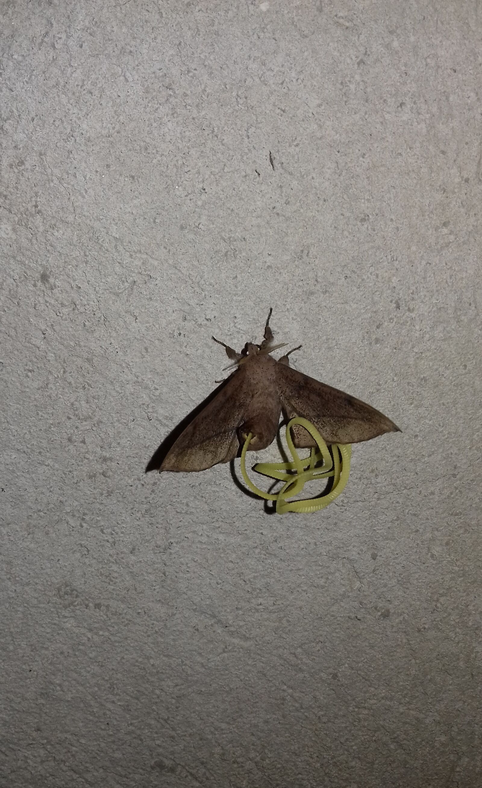 Samsung Galaxy J3(2016) sample photo. Eggs, mariposa, butterfly photography