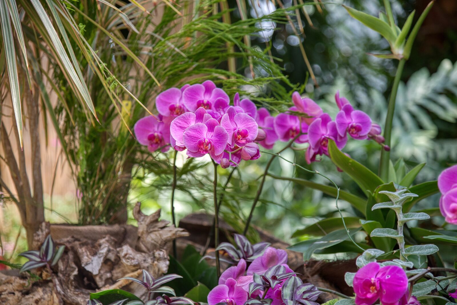 Nikon D750 sample photo. Orchids, orchidaceae, flowering plants photography