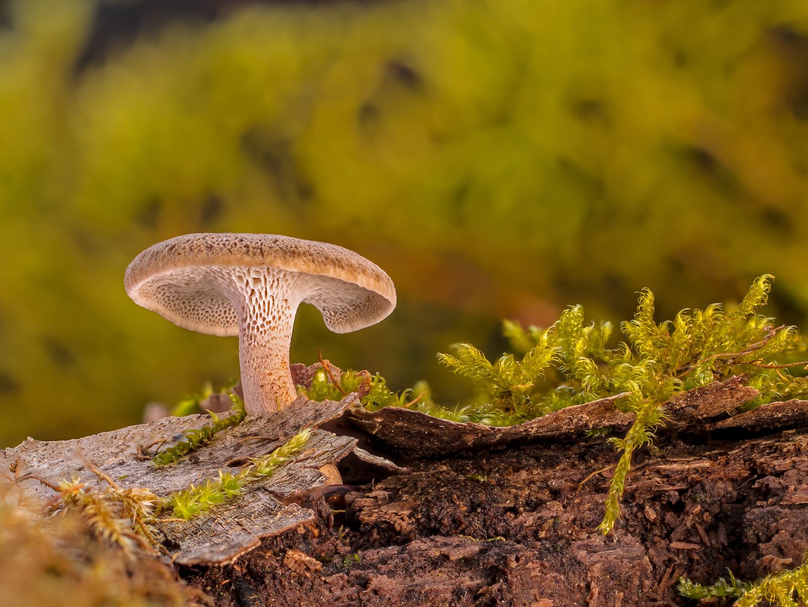 Tamron SP AF 60mm F2 Di II LD IF Macro sample photo. Mushroom, dead wood, wood photography