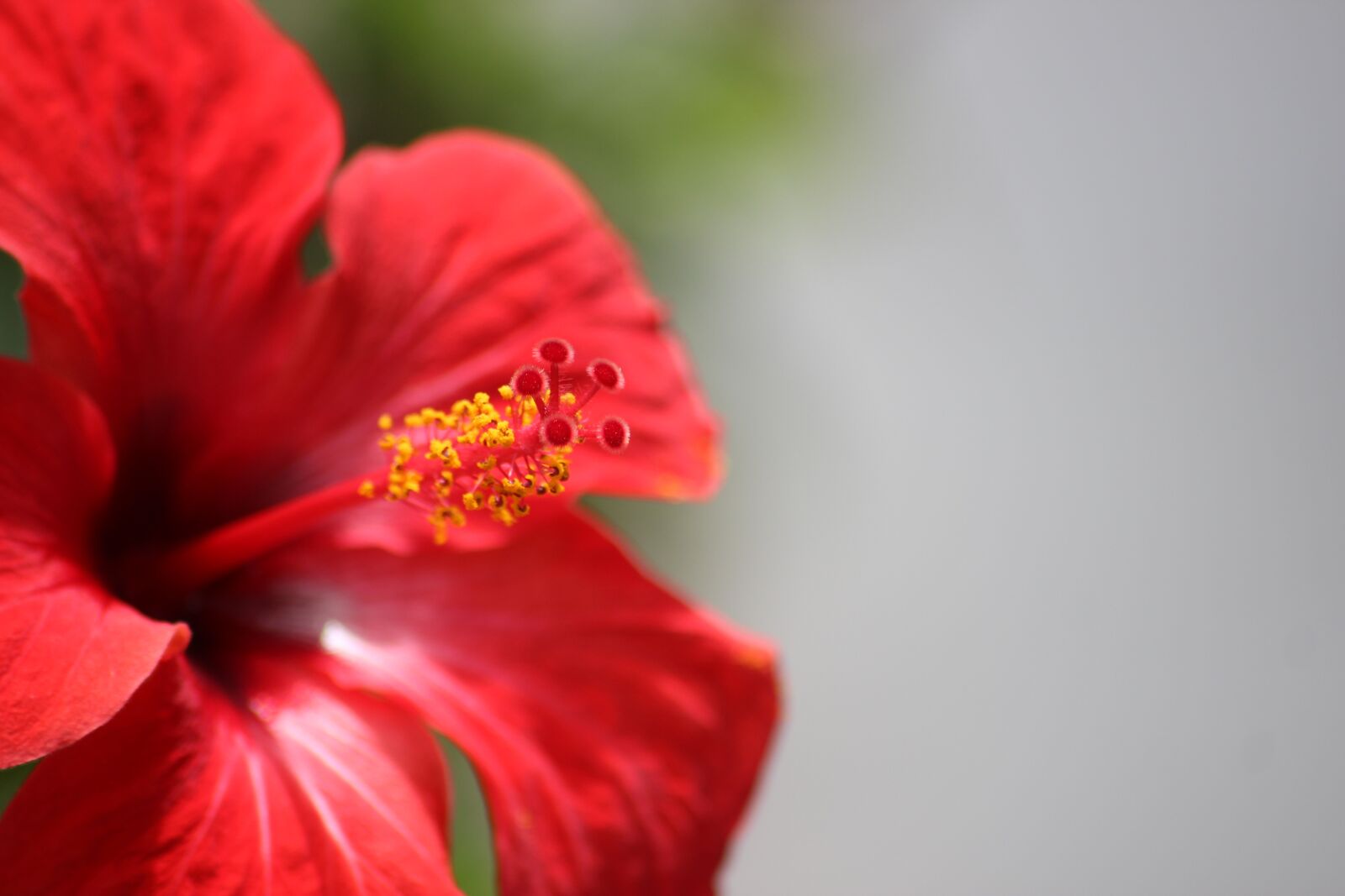 Canon EOS 600D (Rebel EOS T3i / EOS Kiss X5) sample photo. Flower, nature, plant photography