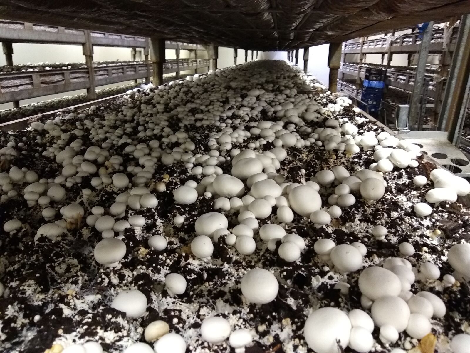 Motorola moto g(6) sample photo. Mushrooms, mycelium, mushroom farm photography