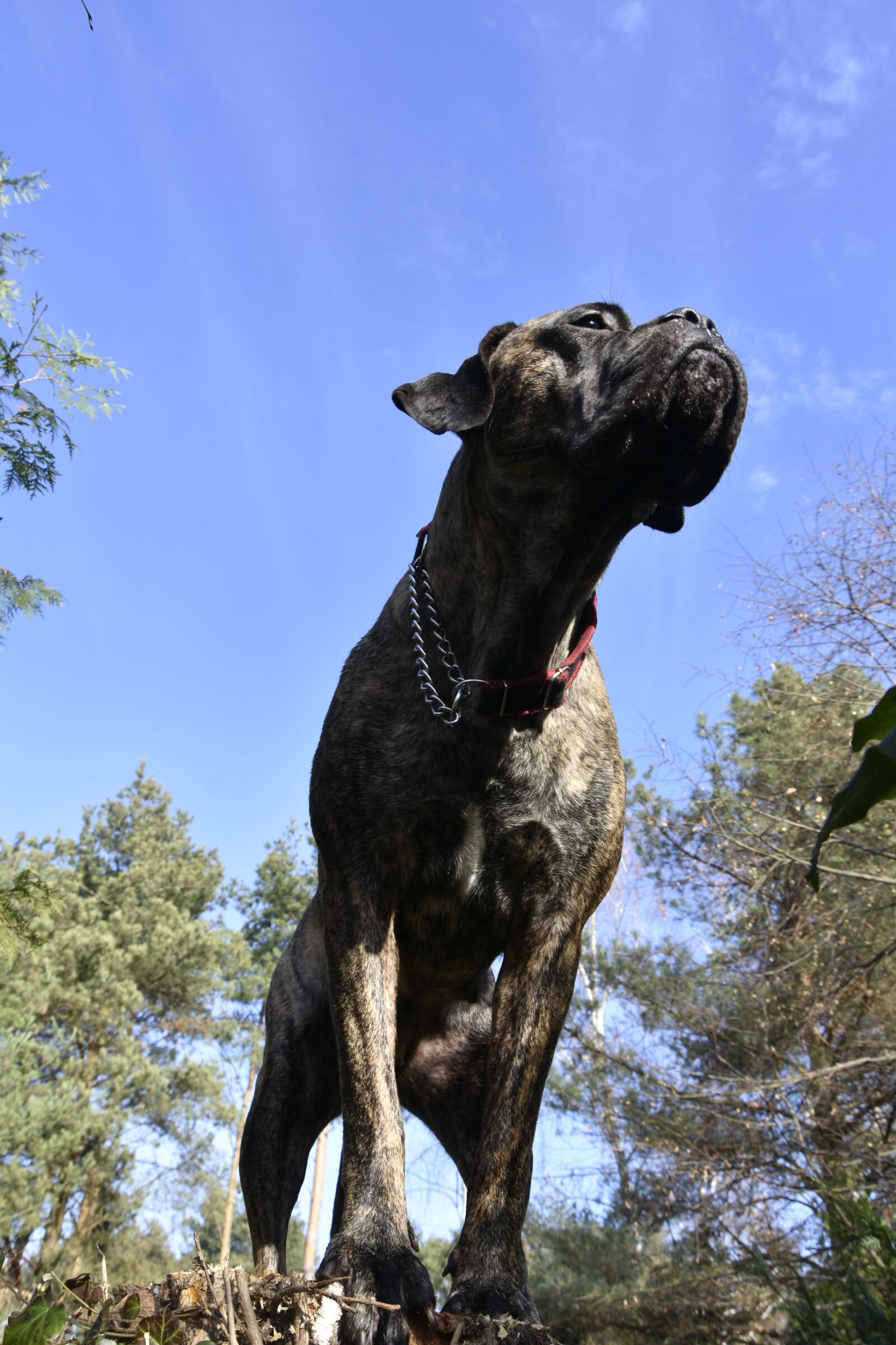 Nikon D7200 sample photo. Cane corso, dog, animals photography