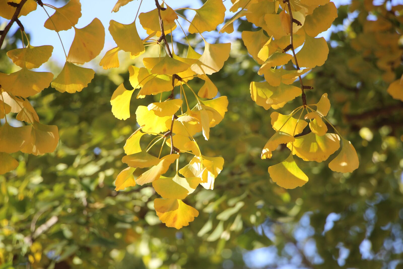 Canon EOS 600D (Rebel EOS T3i / EOS Kiss X5) sample photo. Autumn, leaf, leaves photography