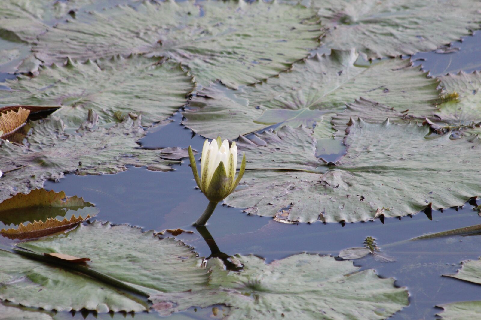 Canon EOS 650D (EOS Rebel T4i / EOS Kiss X6i) sample photo. Water lily, flower, sheet photography