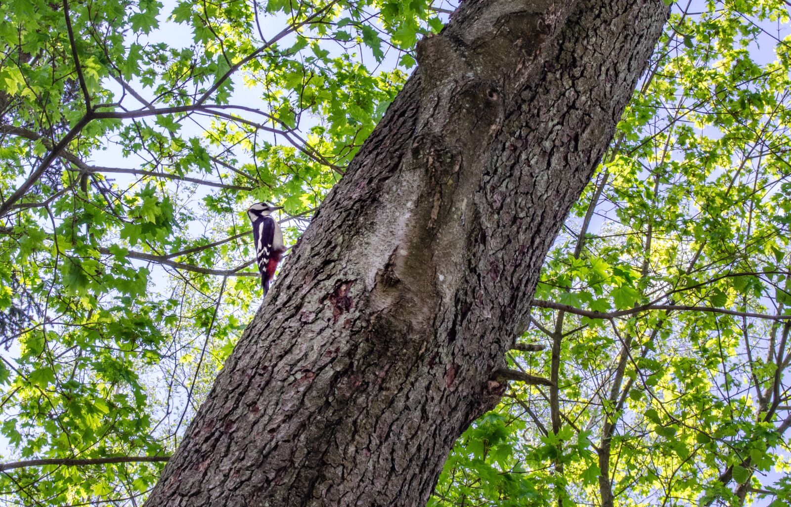 Nikon D5100 sample photo. Woodpecker, trunk, nature photography