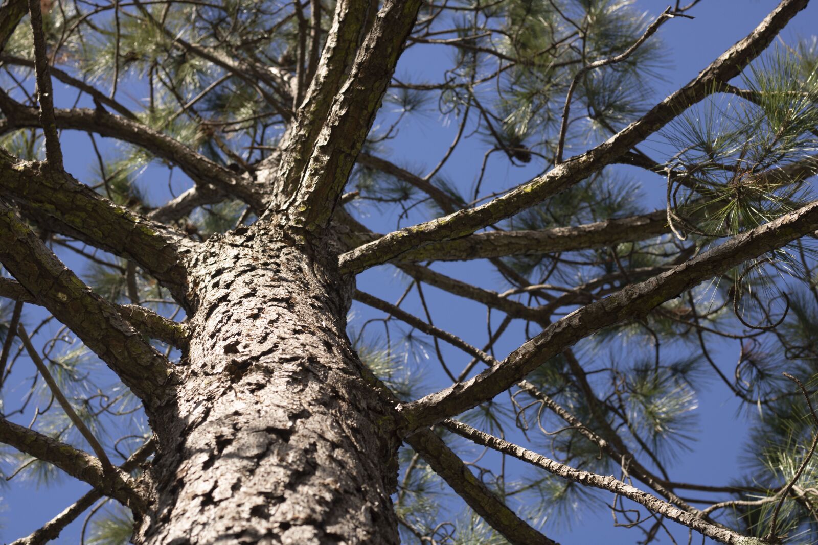 Canon EOS 750D (EOS Rebel T6i / EOS Kiss X8i) sample photo. Tree, plant, nature photography