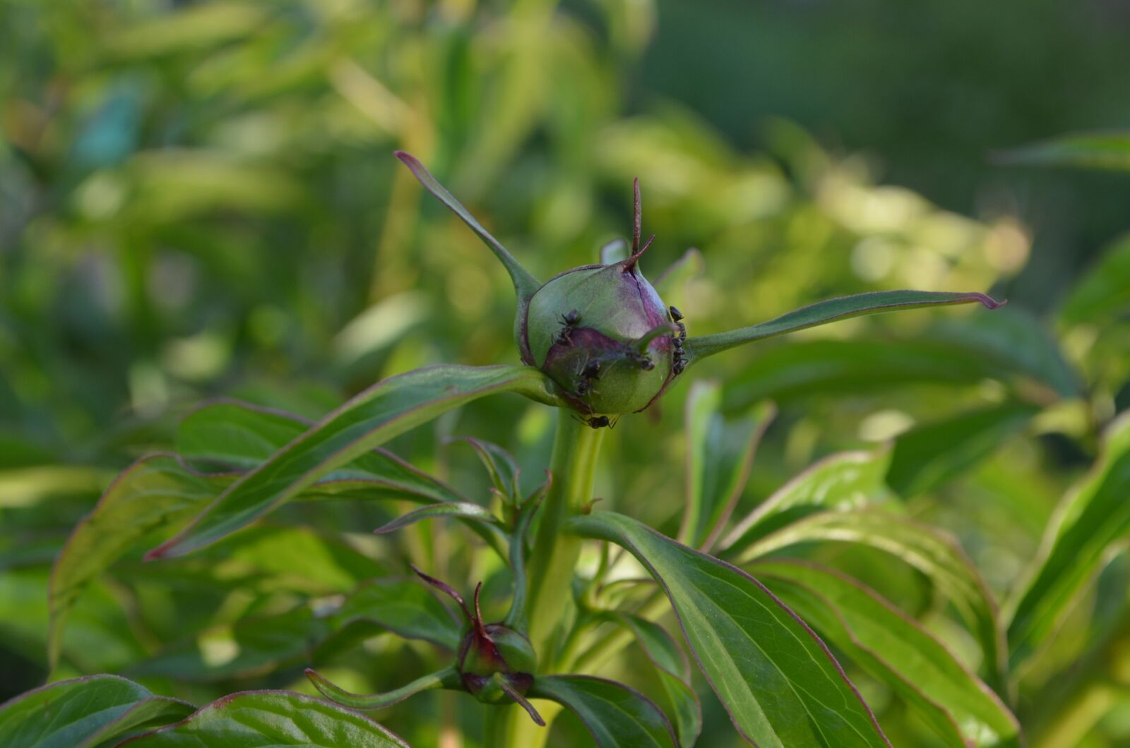 Nikon D5100 sample photo. Peony, bud, flower photography