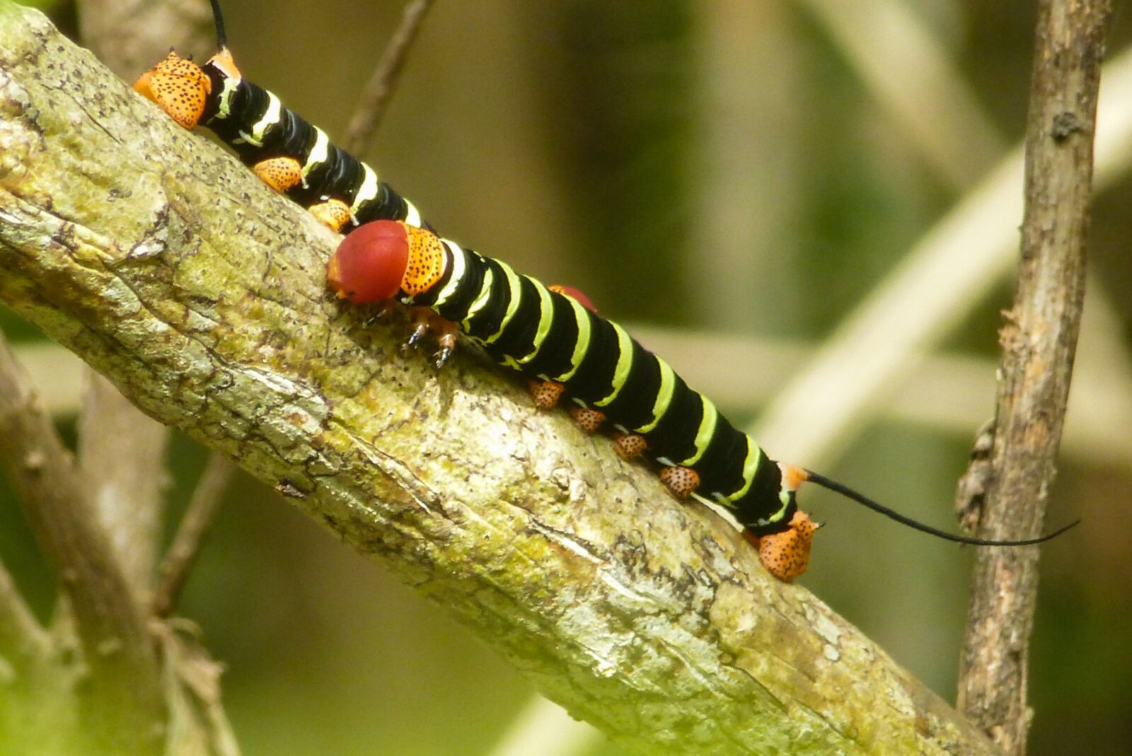 Panasonic Lumix DMC-ZS15 (Lumix DMC-TZ25) sample photo. Caterpillar, branch, close up photography