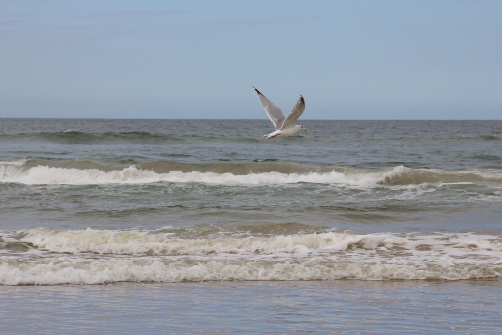 Canon EOS 550D (EOS Rebel T2i / EOS Kiss X4) sample photo. Water, sea, bird photography