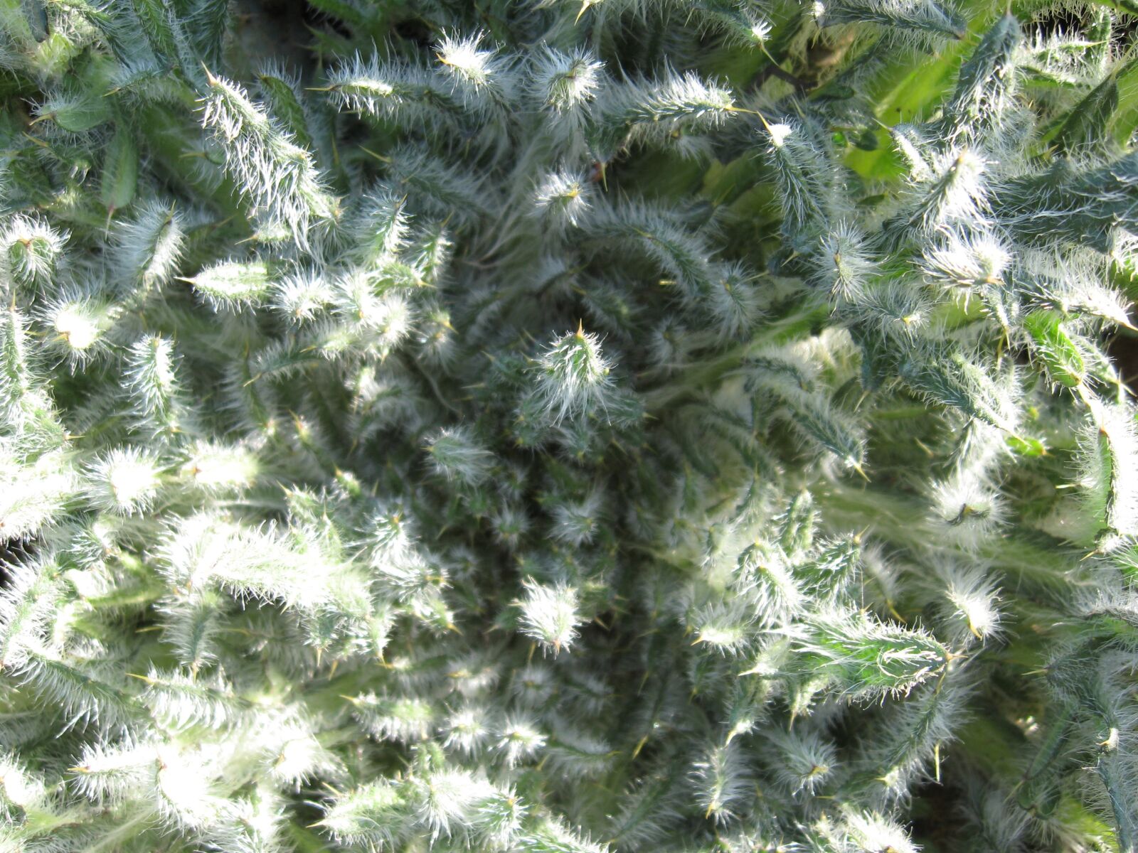 Canon POWERSHOT A550 sample photo. Green, plant, spikes photography