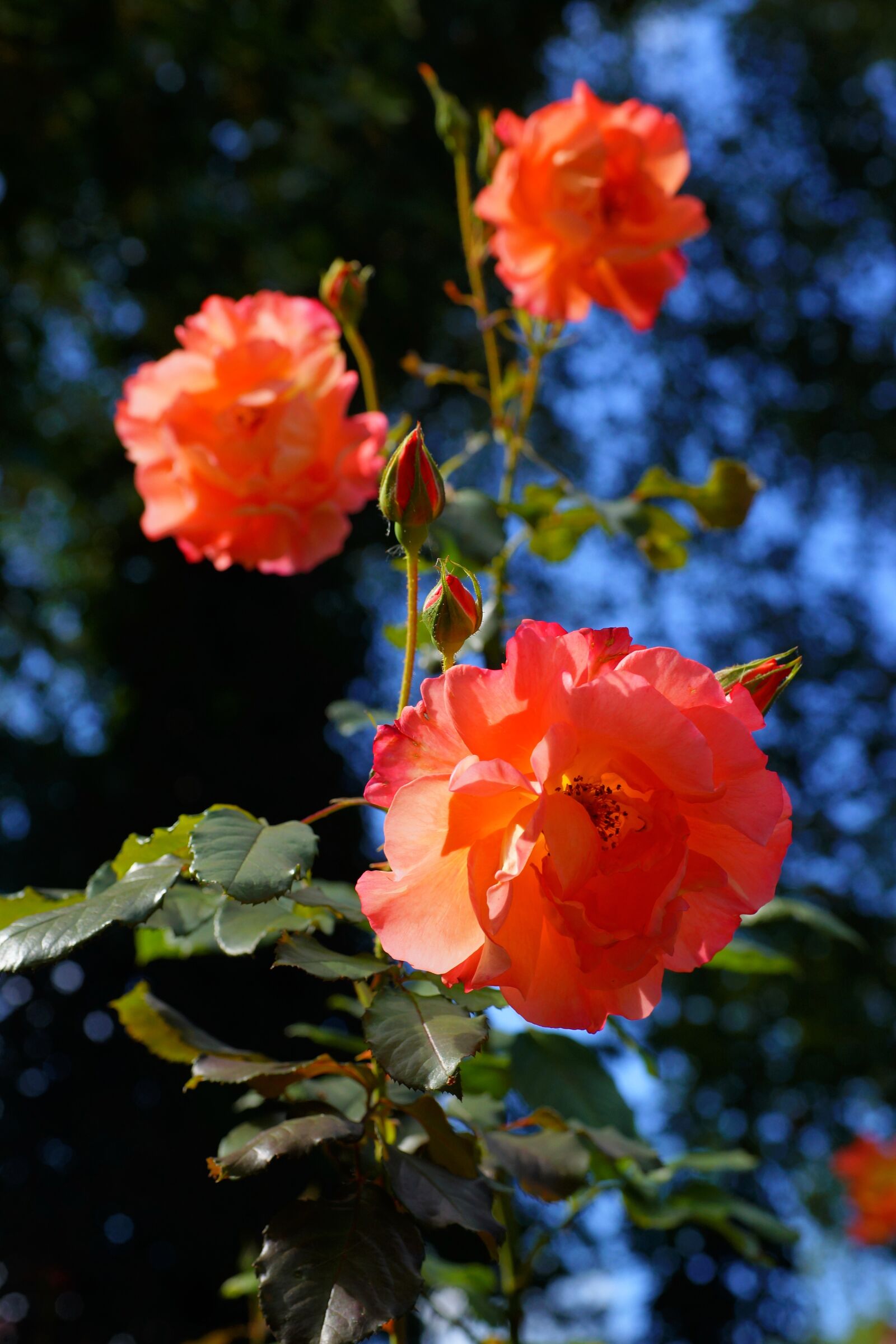 Sony a99 II sample photo. Roses, front yard, flowers photography