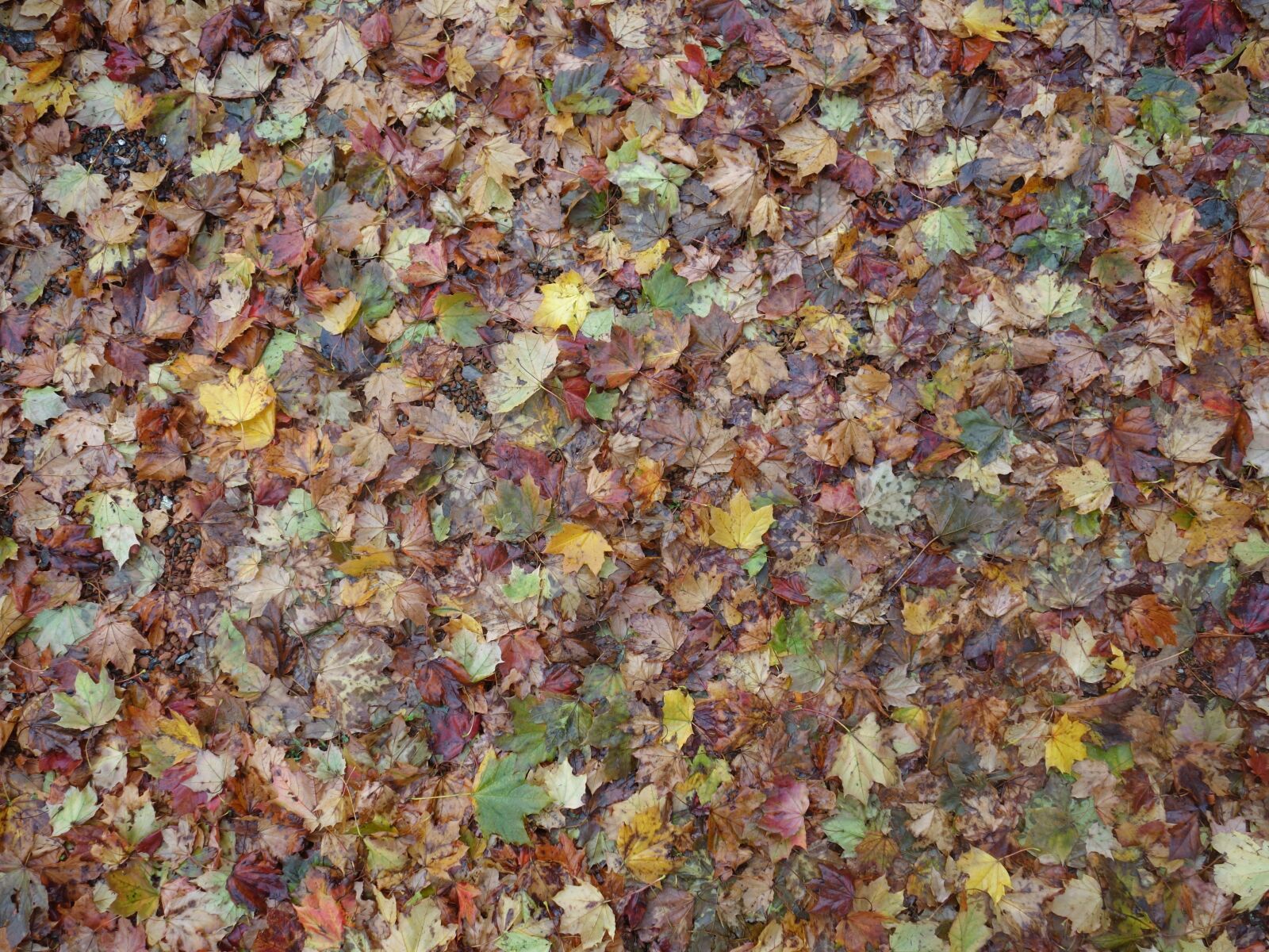 Sony Cyber-shot DSC-RX100 II sample photo. Fall foliage, leaves, discolored photography