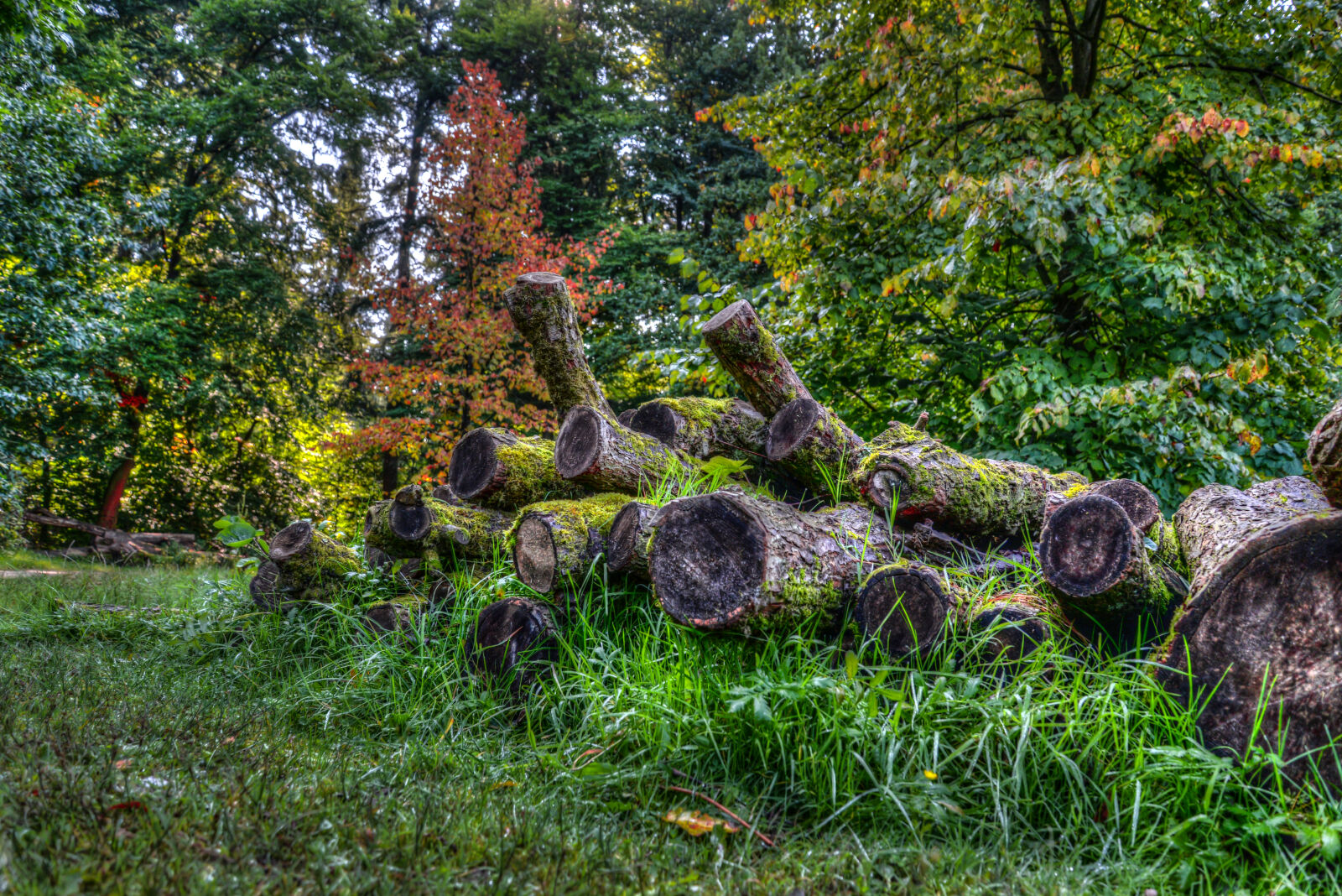 Nikon D610 sample photo. Autumn, cut, firewood, forest photography