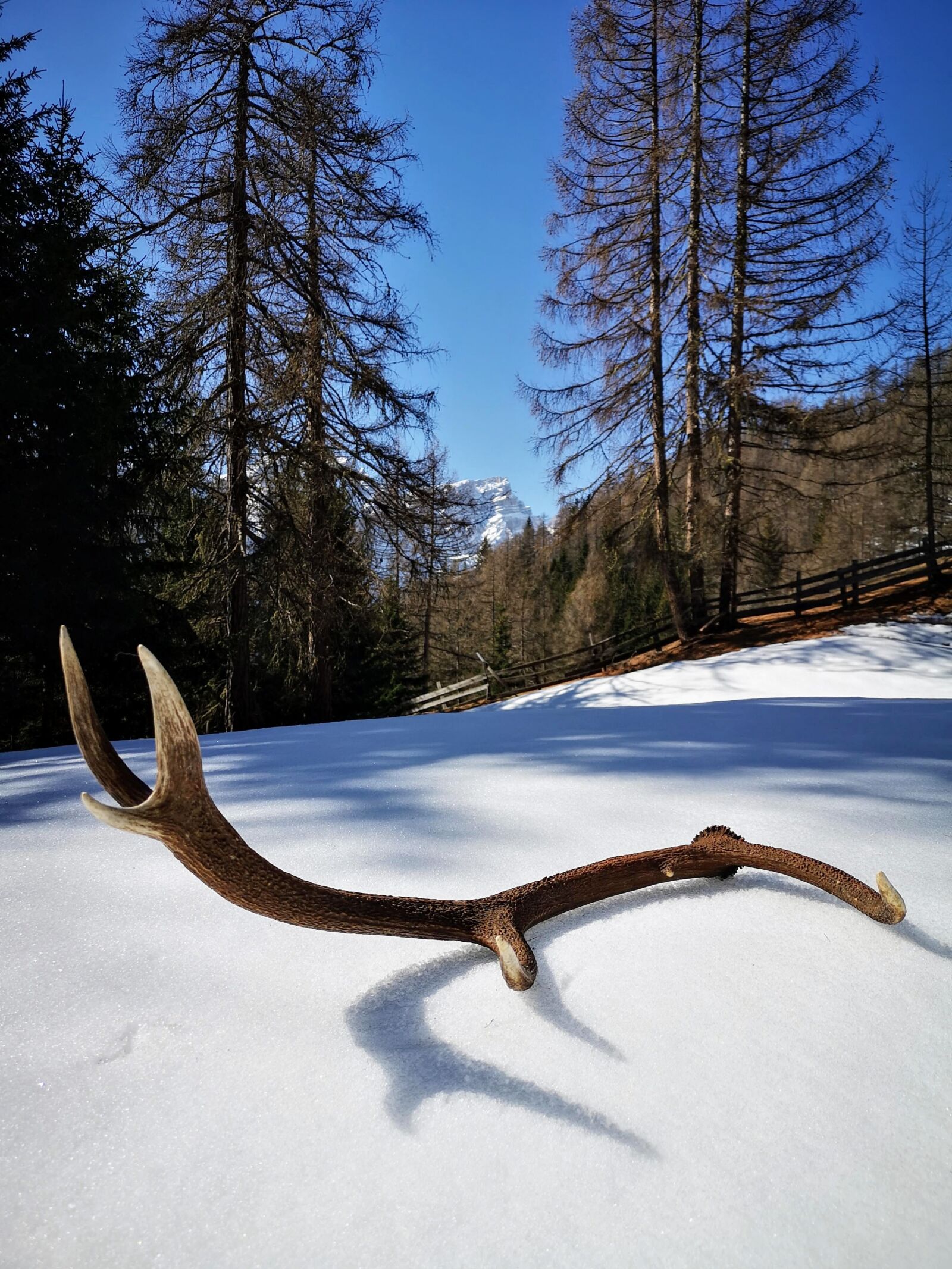 HUAWEI CLT-L09 sample photo. Stage, horns, deer photography