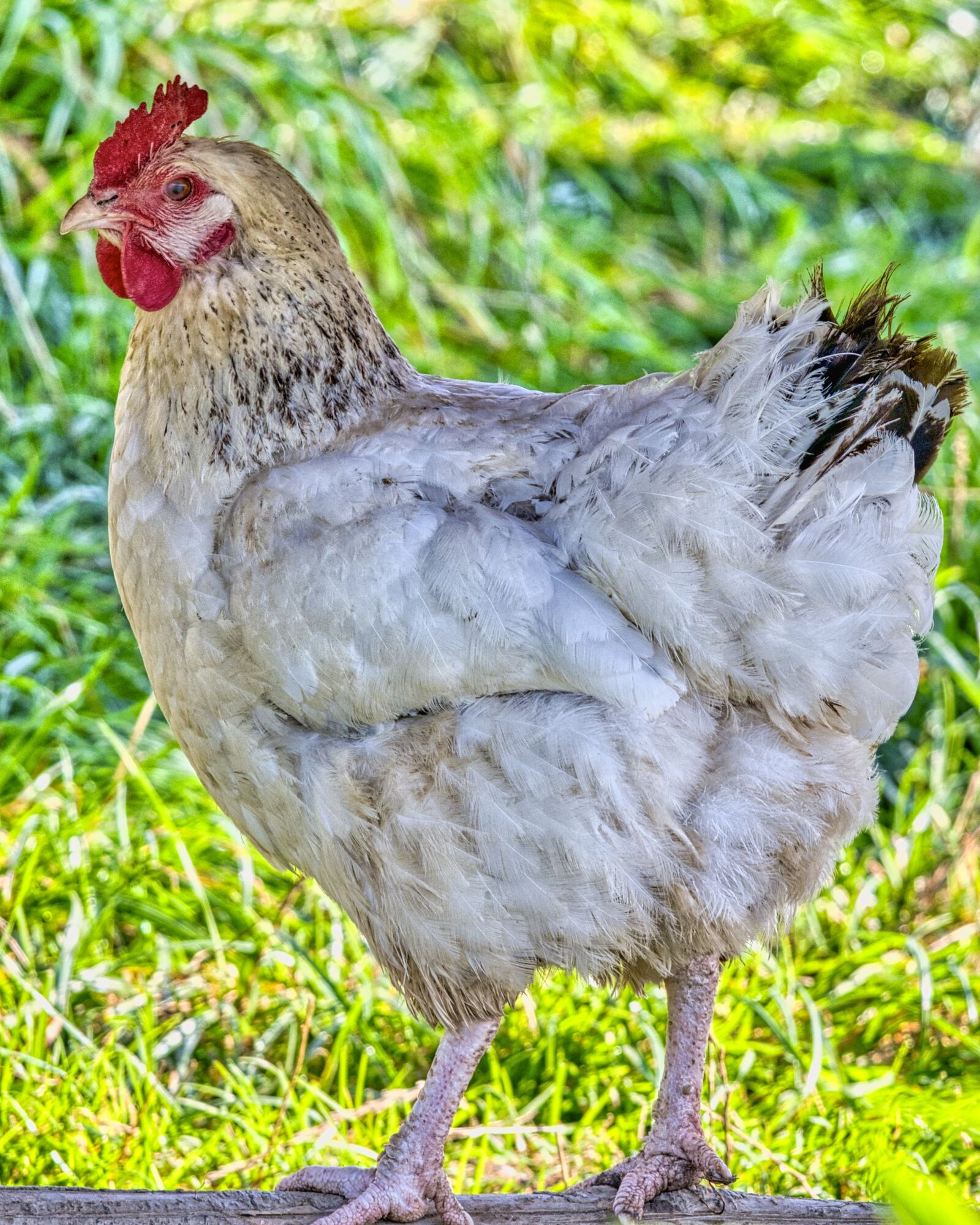Nikon D7500 sample photo. Domestic chicken, chicken, poultry photography