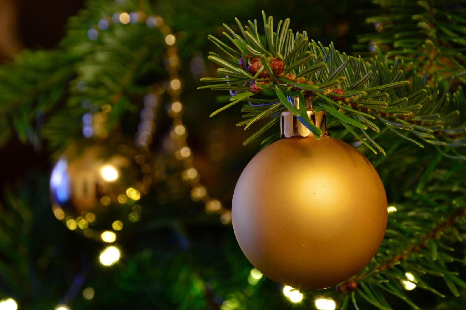 Nikon D3200 sample photo. Christmas images, christmas, fir photography