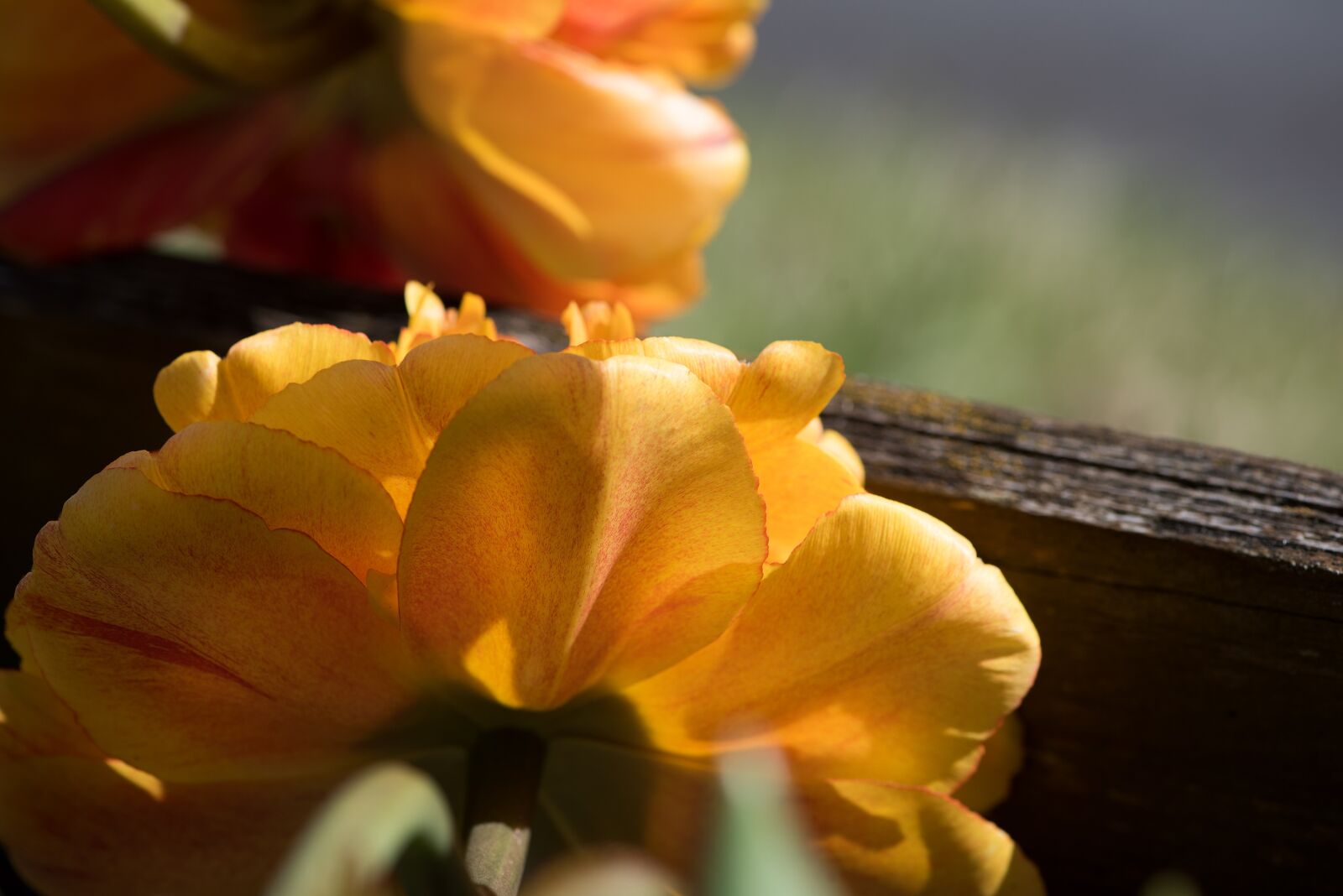 Nikon D750 sample photo. Flower, orange, orange flowers photography