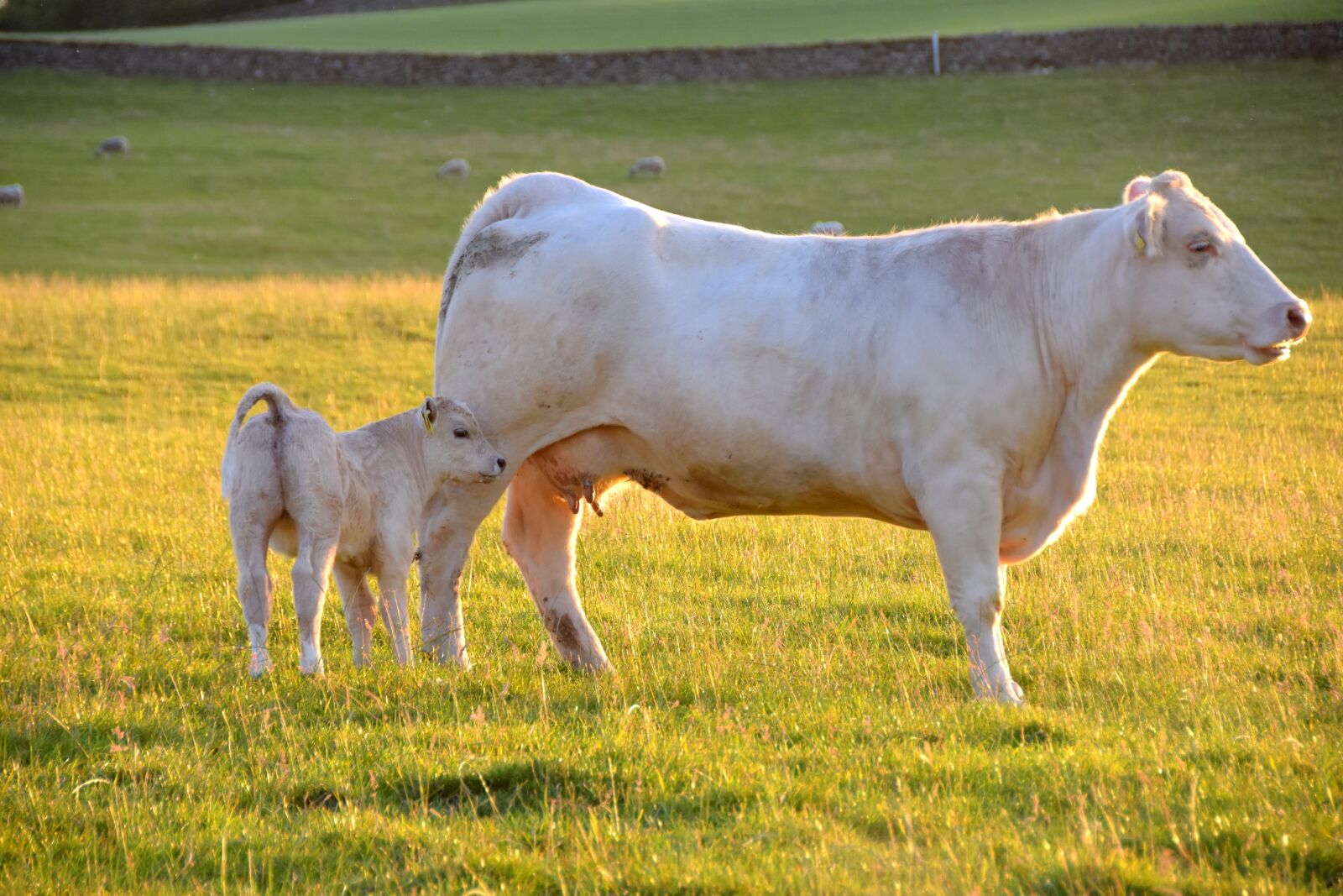 Nikon D7200 sample photo. Cow, calf, drinking photography