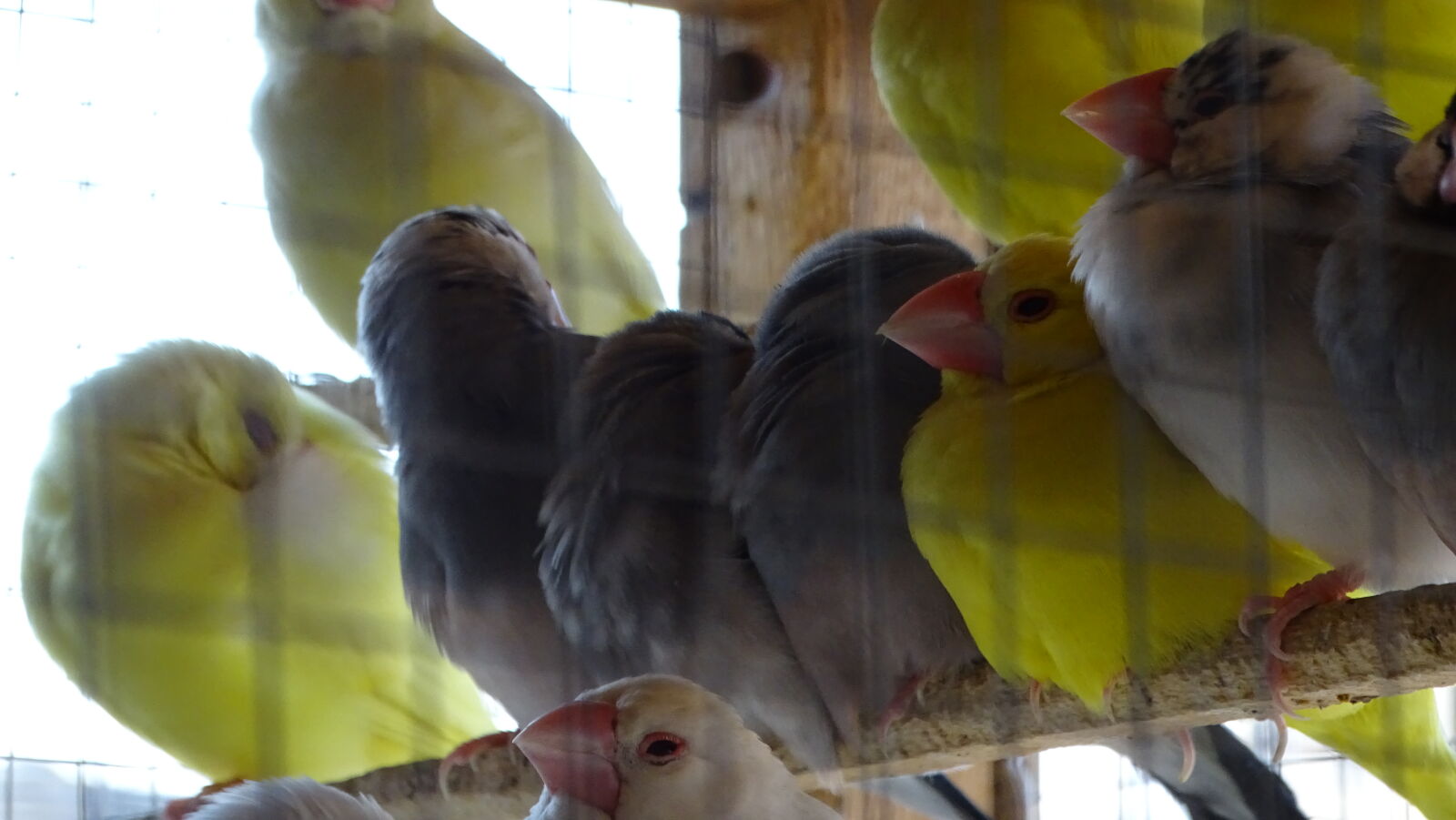 Sony Cyber-shot DSC-HX400V sample photo. Birds, cage, colours photography