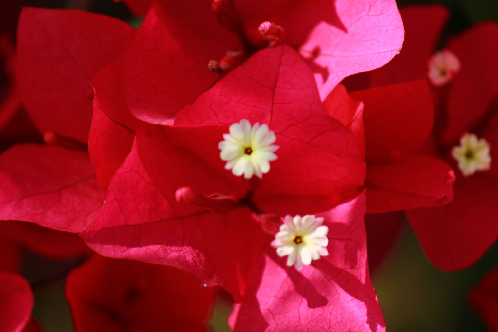 Canon EOS 1300D (EOS Rebel T6 / EOS Kiss X80) sample photo. Beautiful, flowers, beauty, flower photography