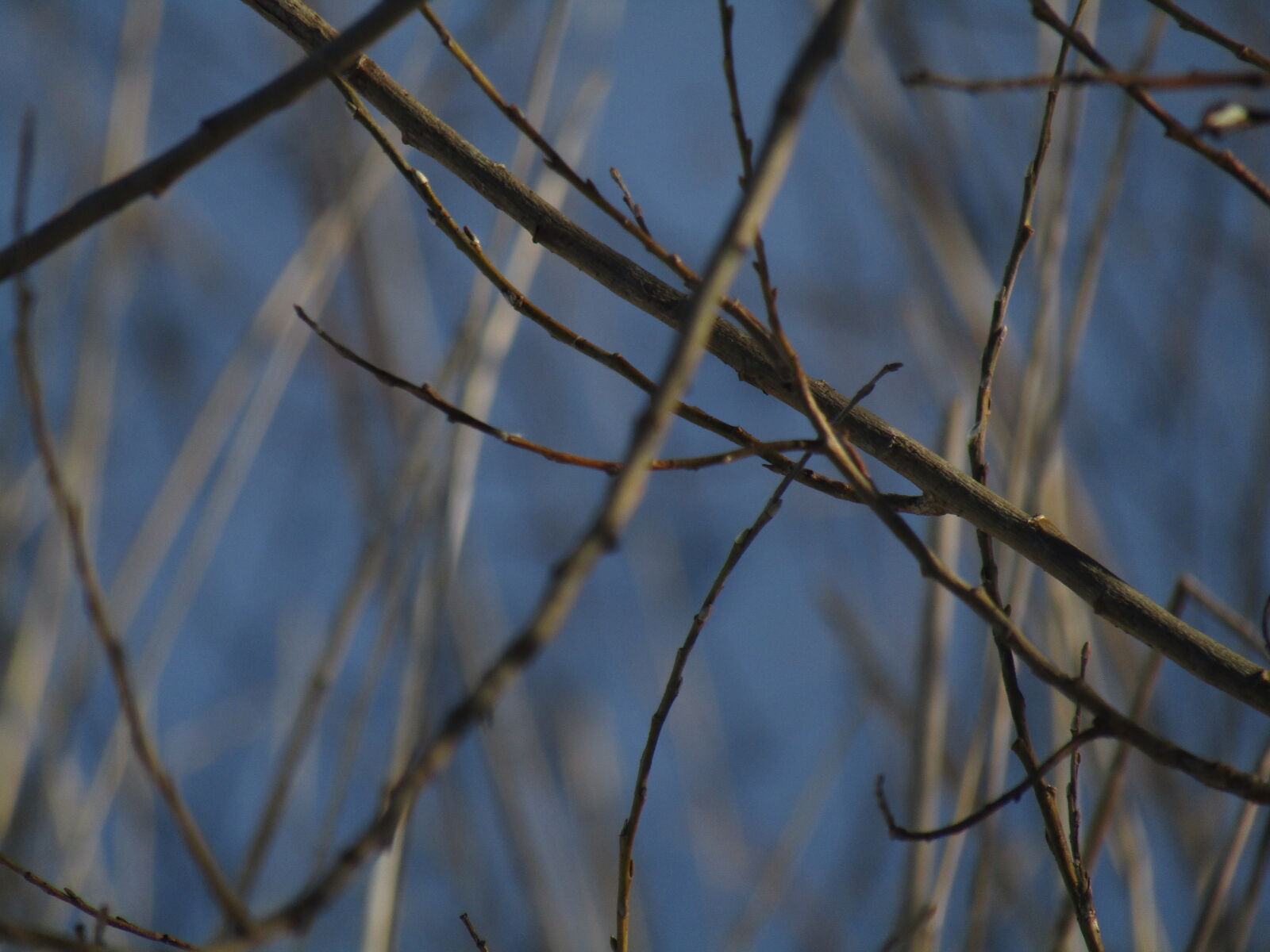 Canon PowerShot SX420 IS sample photo
