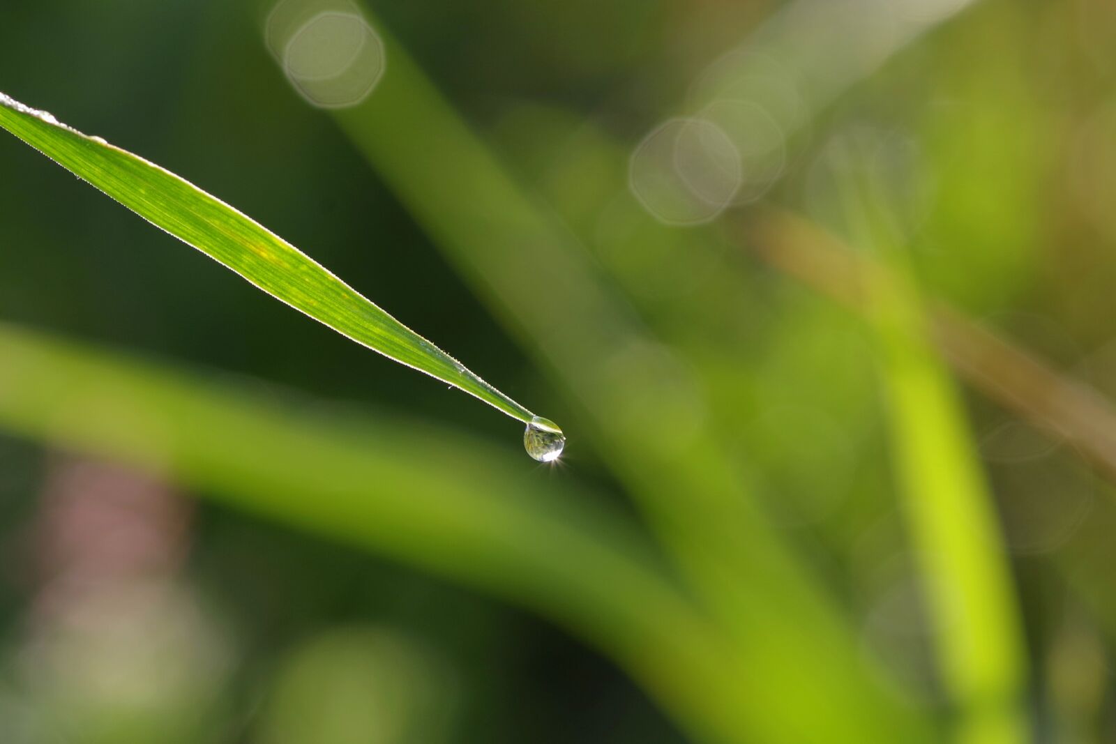 Pentax K-S2 sample photo. A drop of, grass photography