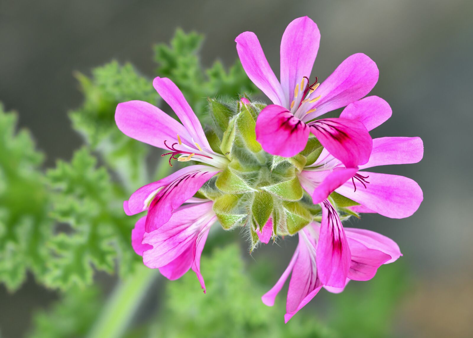 Tokina AT-X Pro 100mm F2.8 Macro sample photo. Geranium, flowers, pink flowers photography