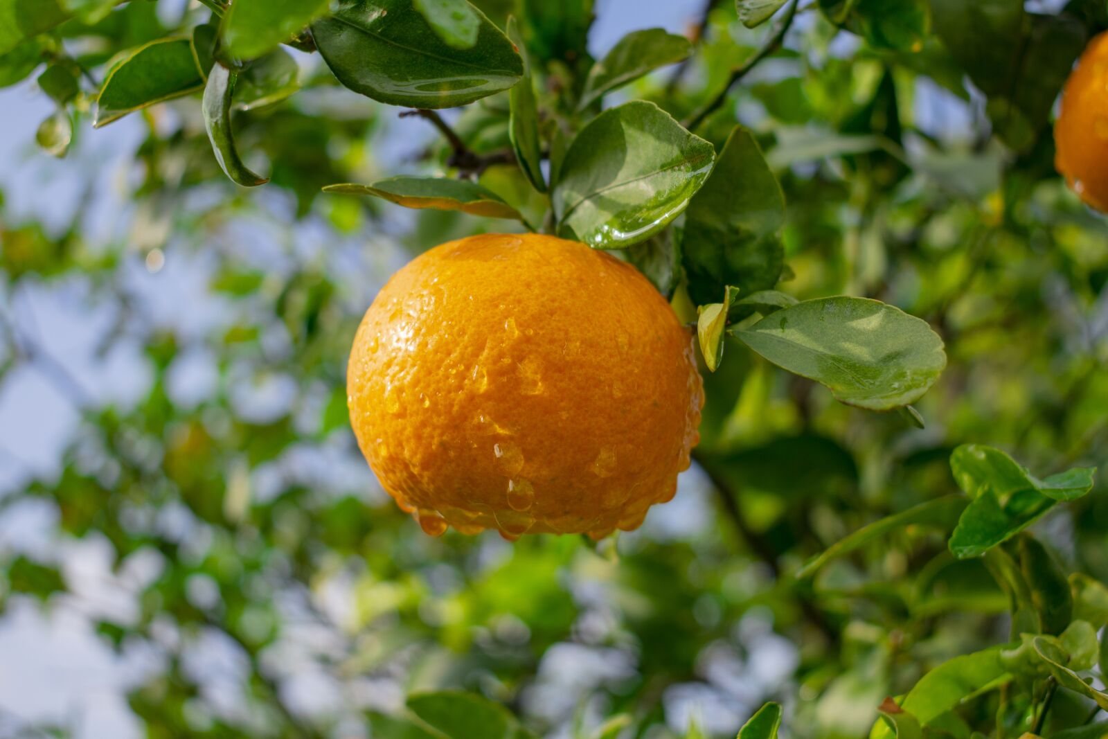 Nikon D3400 sample photo. Orange, outdoors, colorful photography