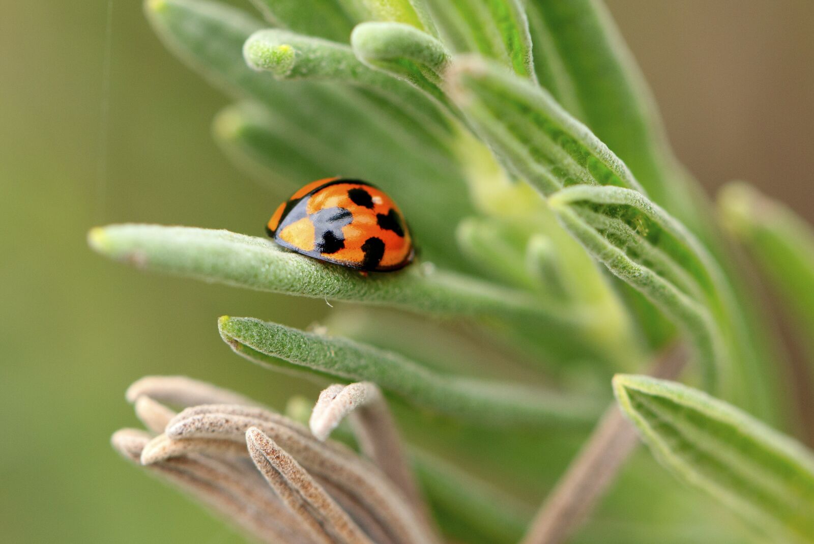 Canon EF 100mm F2.8L Macro IS USM sample photo. Ladybug, shine, green photography