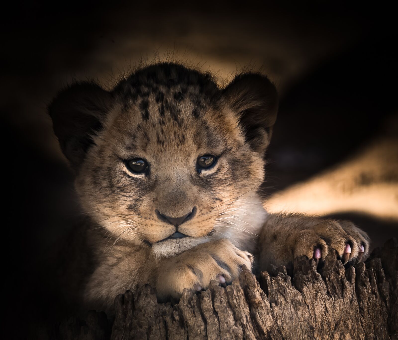 Nikon D750 sample photo. Lion cub, cute, eyes photography