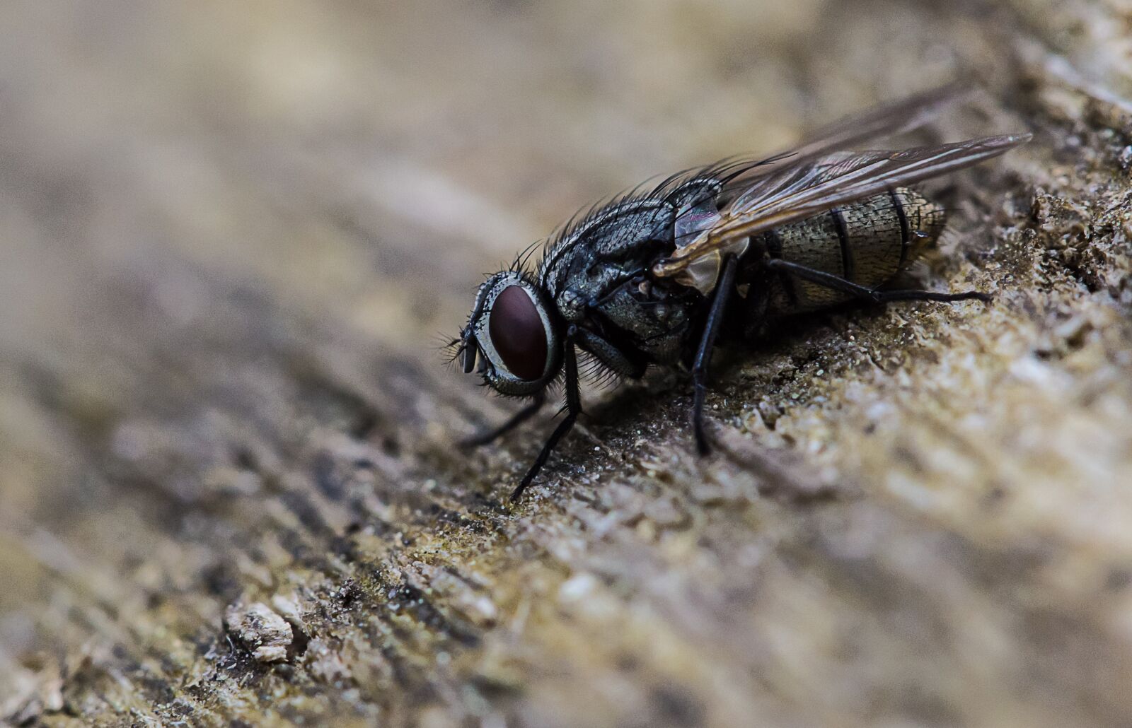 Canon EOS 60D sample photo. Fly, insect, macro photography