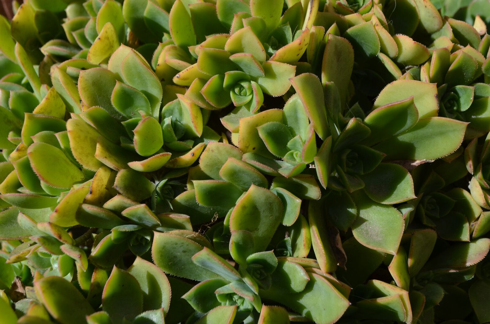 Nikon D5100 sample photo. Succulent, green, garden photography