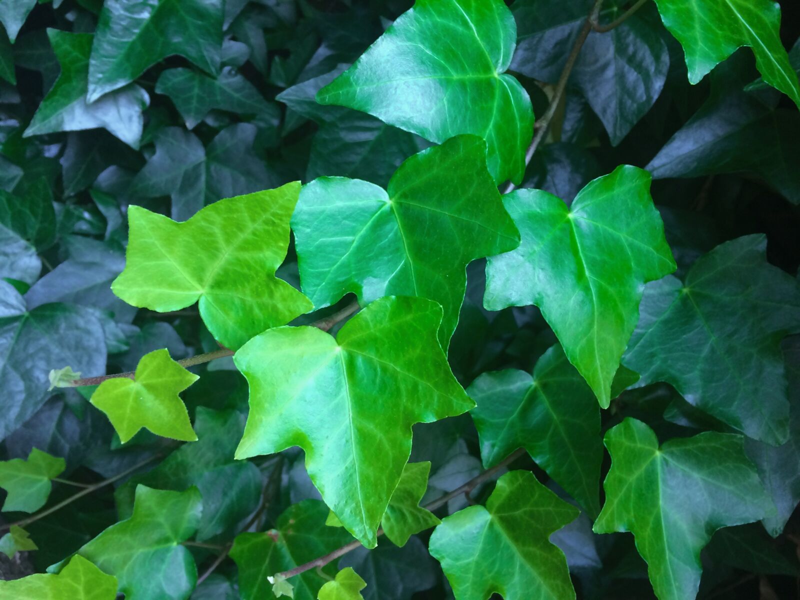 Apple iPhone 5s sample photo. Ivy, green, fence photography