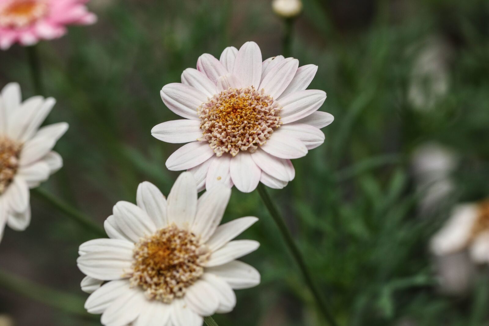 Canon EOS 7D Mark II sample photo. Flower, nature, garden photography