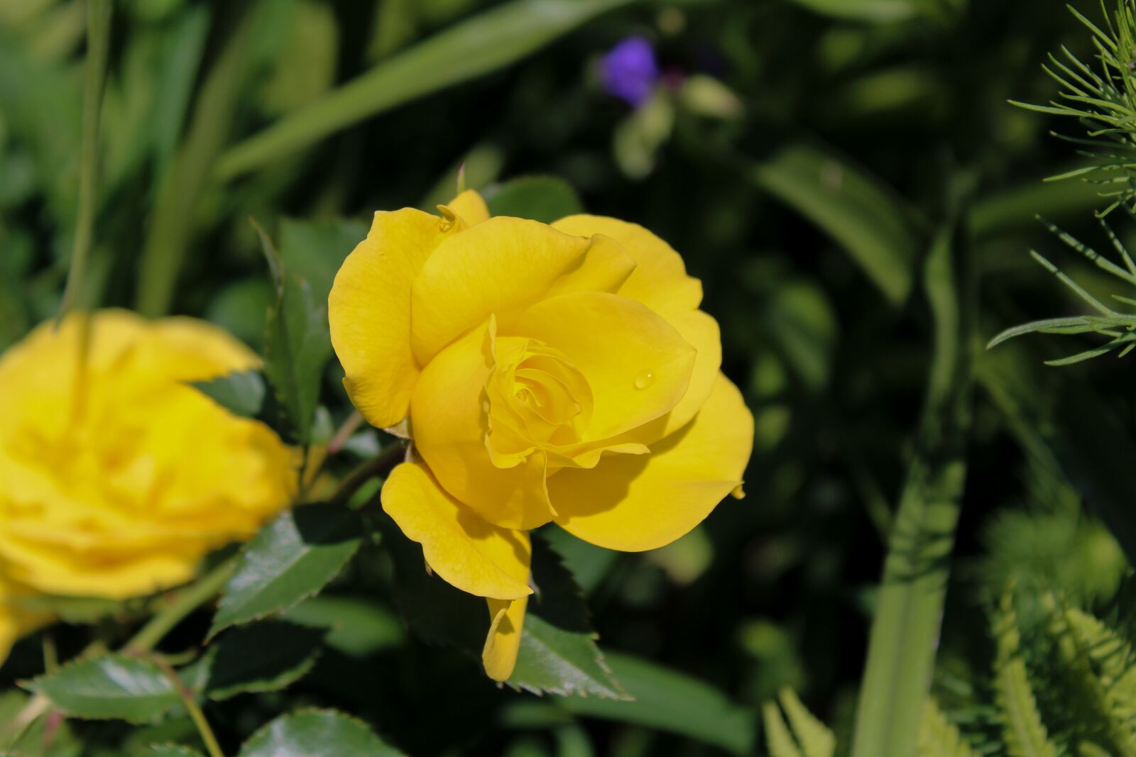 Canon EOS 1300D (EOS Rebel T6 / EOS Kiss X80) sample photo. Rose, flower, the background photography