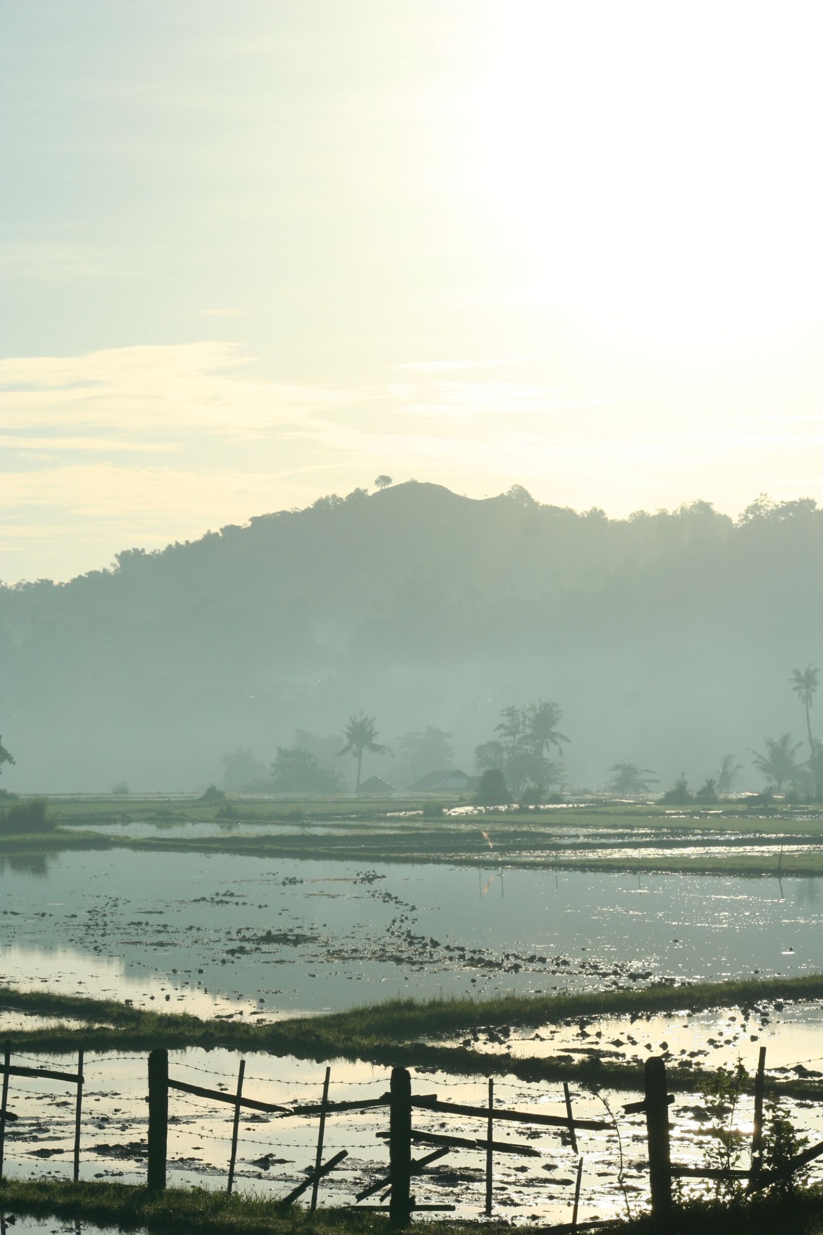 Canon EOS 350D (EOS Digital Rebel XT / EOS Kiss Digital N) sample photo. Forest, morning, mountain, rice photography