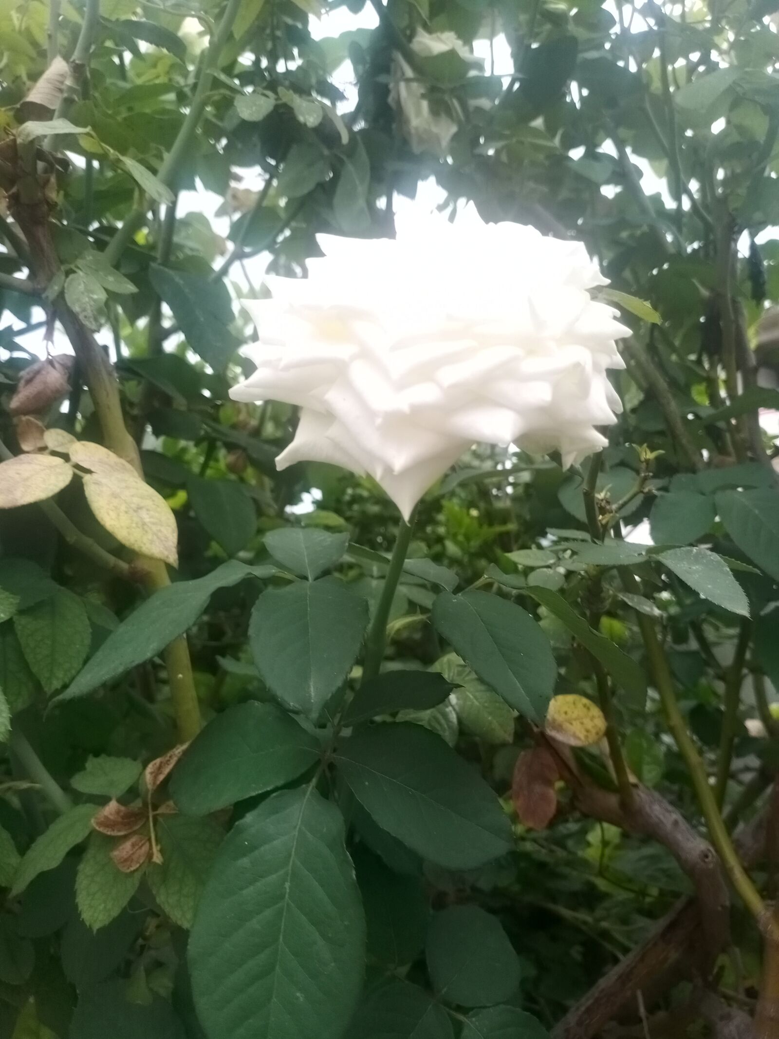 vivo 1907 sample photo. White rose, beautiful rose photography
