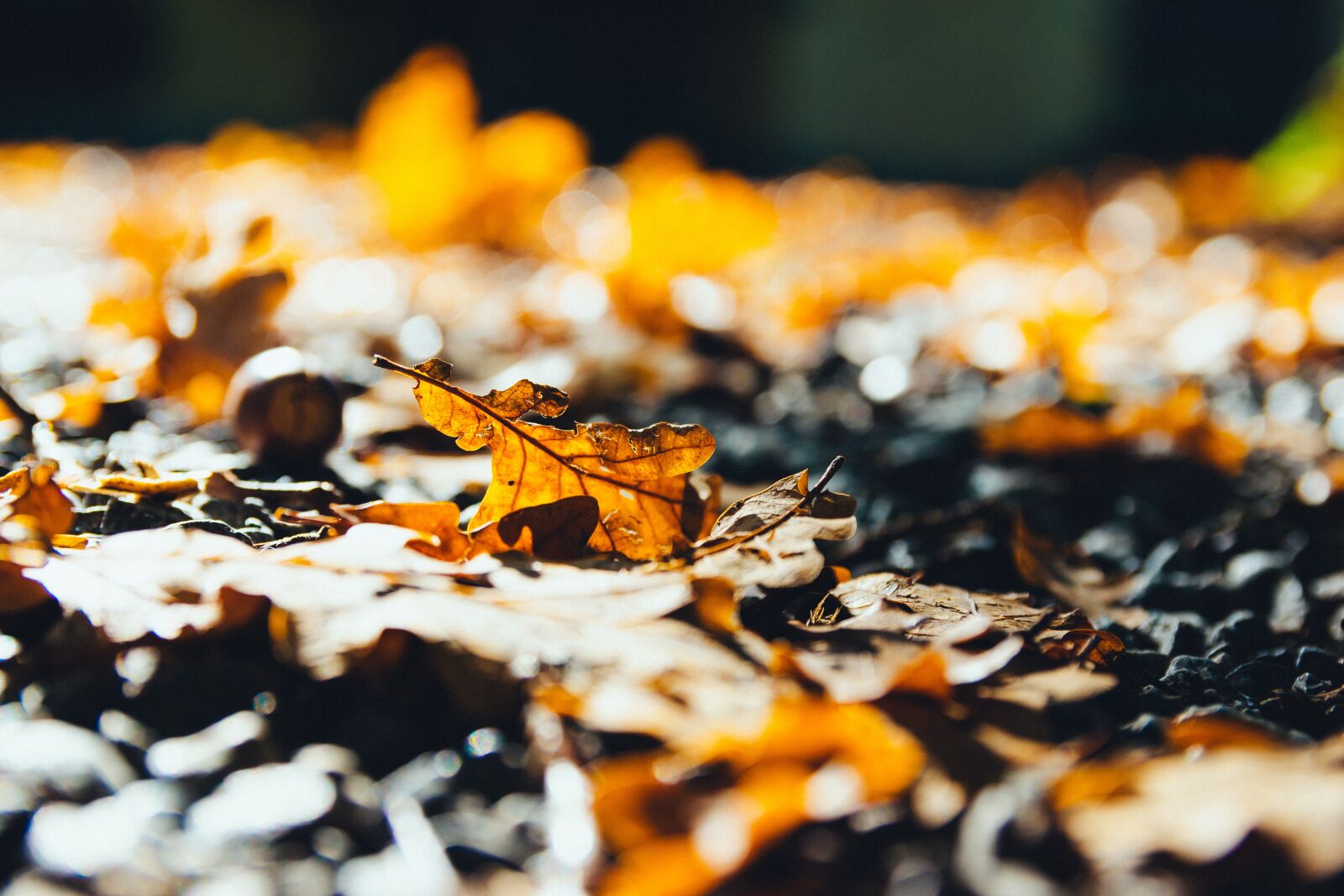 Nikon D3300 sample photo. Leaves, autumn, fall photography