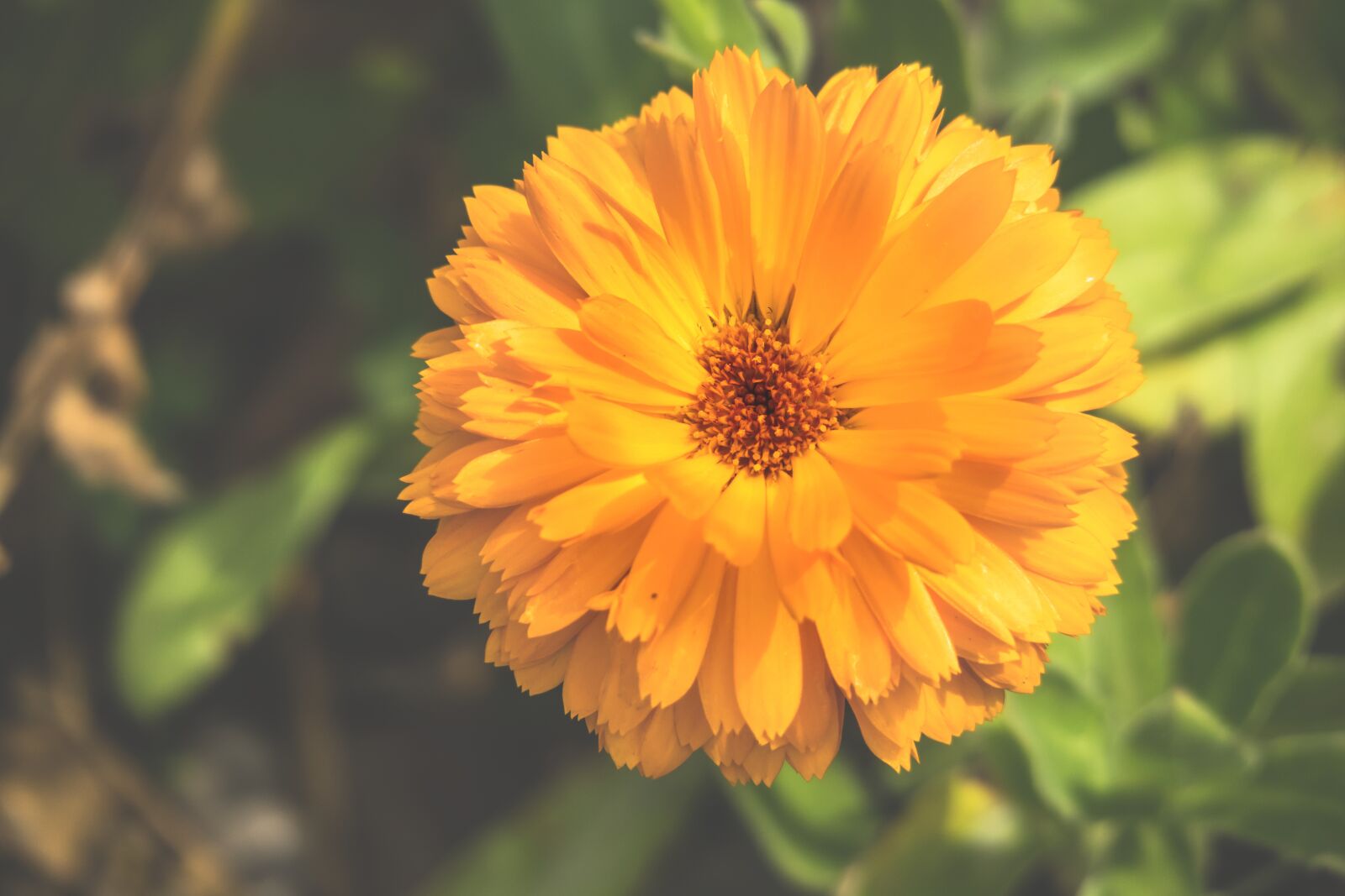 Canon PowerShot G3 X sample photo. Marigold, blossom, bloom photography