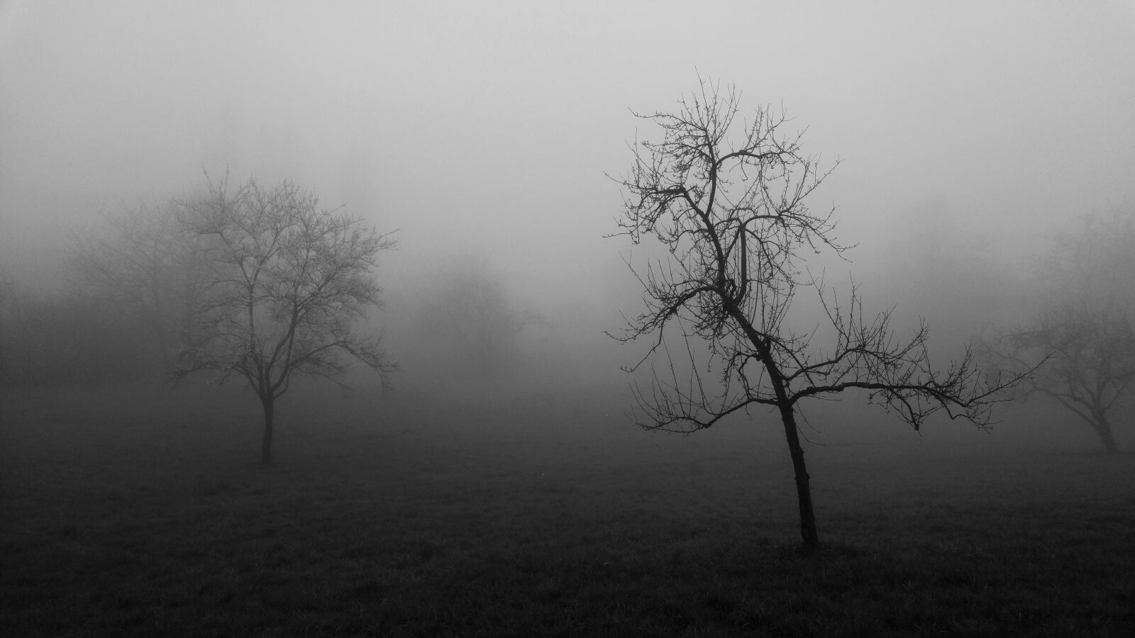 LG G4 sample photo. Fog, tree, forest photography