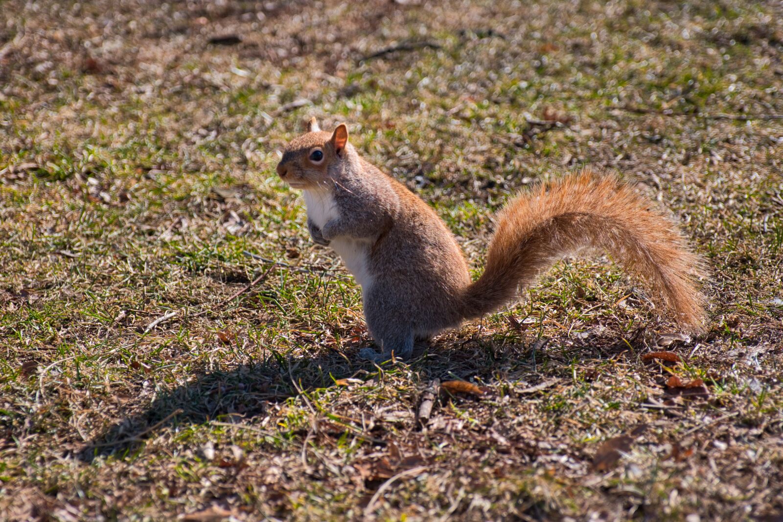 Fujifilm X-H1 sample photo. Squirrel, animal, rodent photography