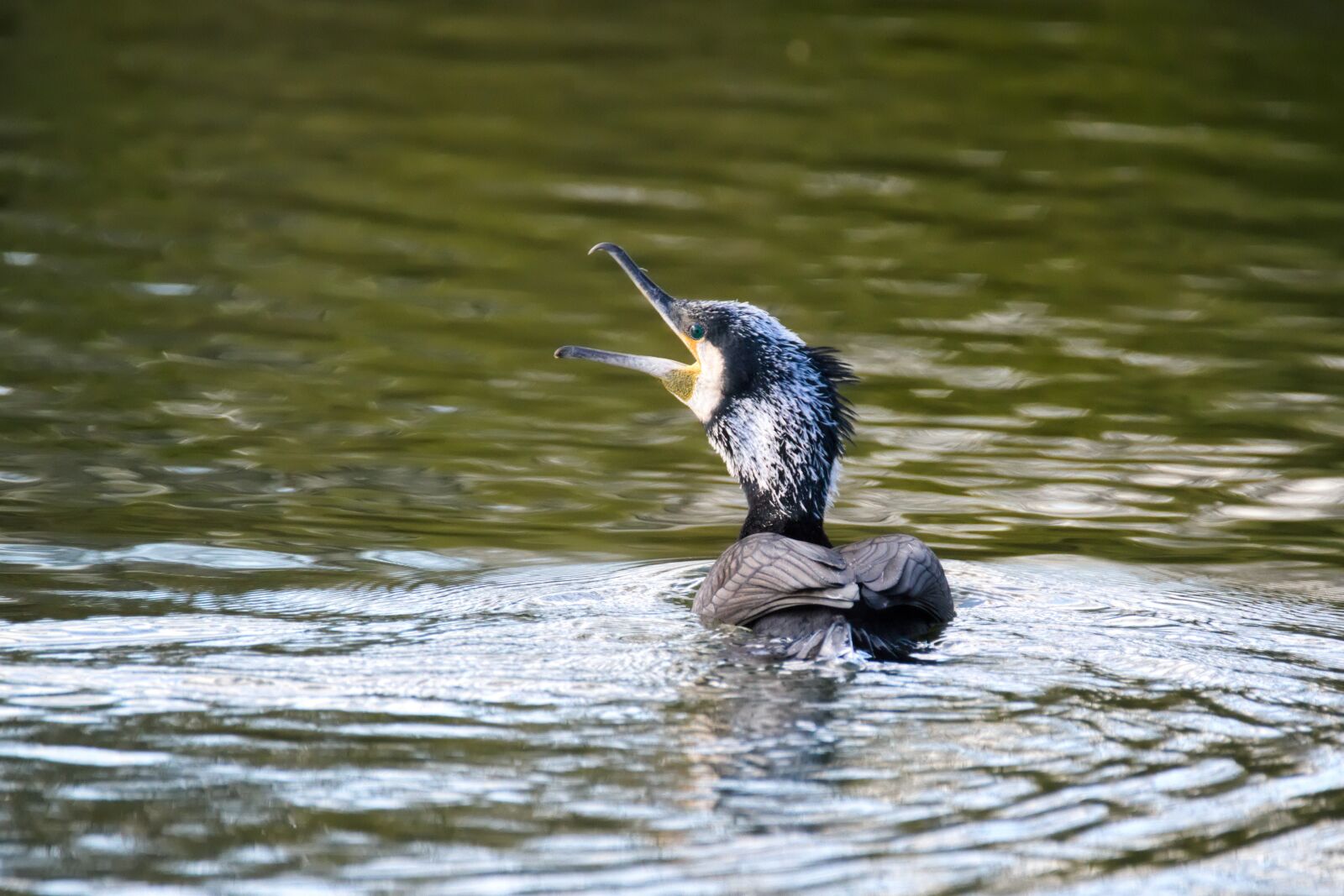 Nikon D600 sample photo. Cormorant, bird, lake photography