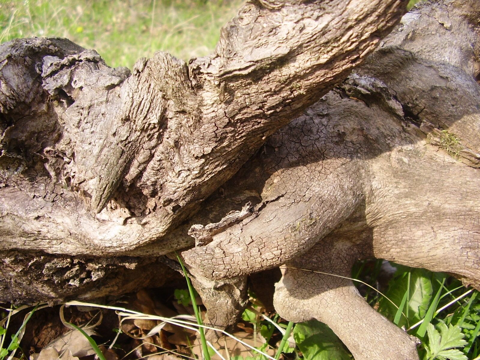 Olympus X450,D535Z,C370Z sample photo. Log, wood, stalk photography