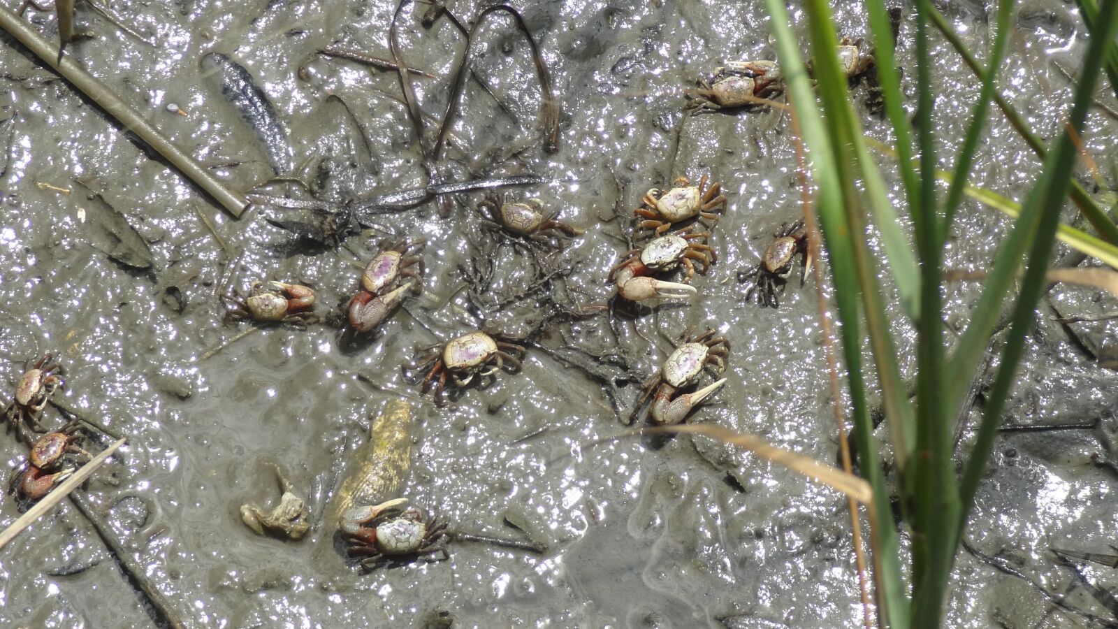 Sony Cyber-shot DSC-HX9V sample photo. Crabs, mud, crustacean photography